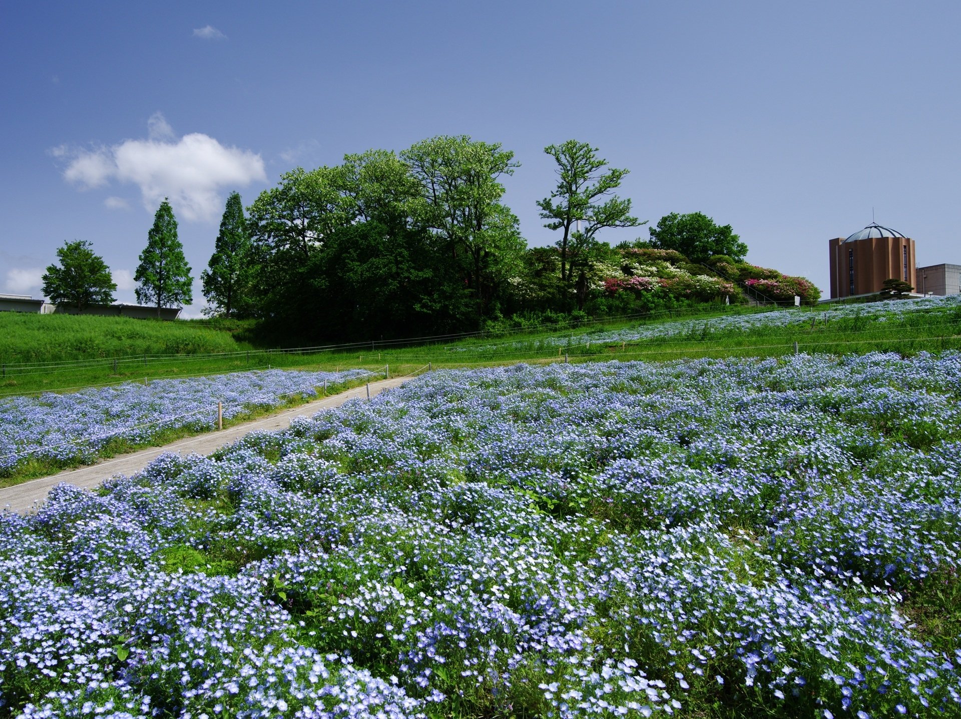 愛知牧場のネモフィラ ～撮影旅行よもやま話集～｜綺麗な風景写真が