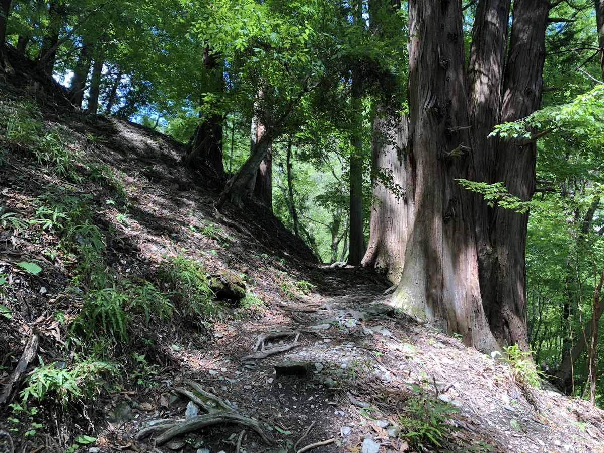 新緑と木漏れ日が綺麗な山道