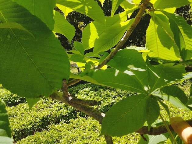 花便り＞虞美人草｜清愁