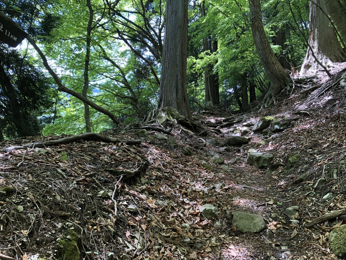 誰もいない山道