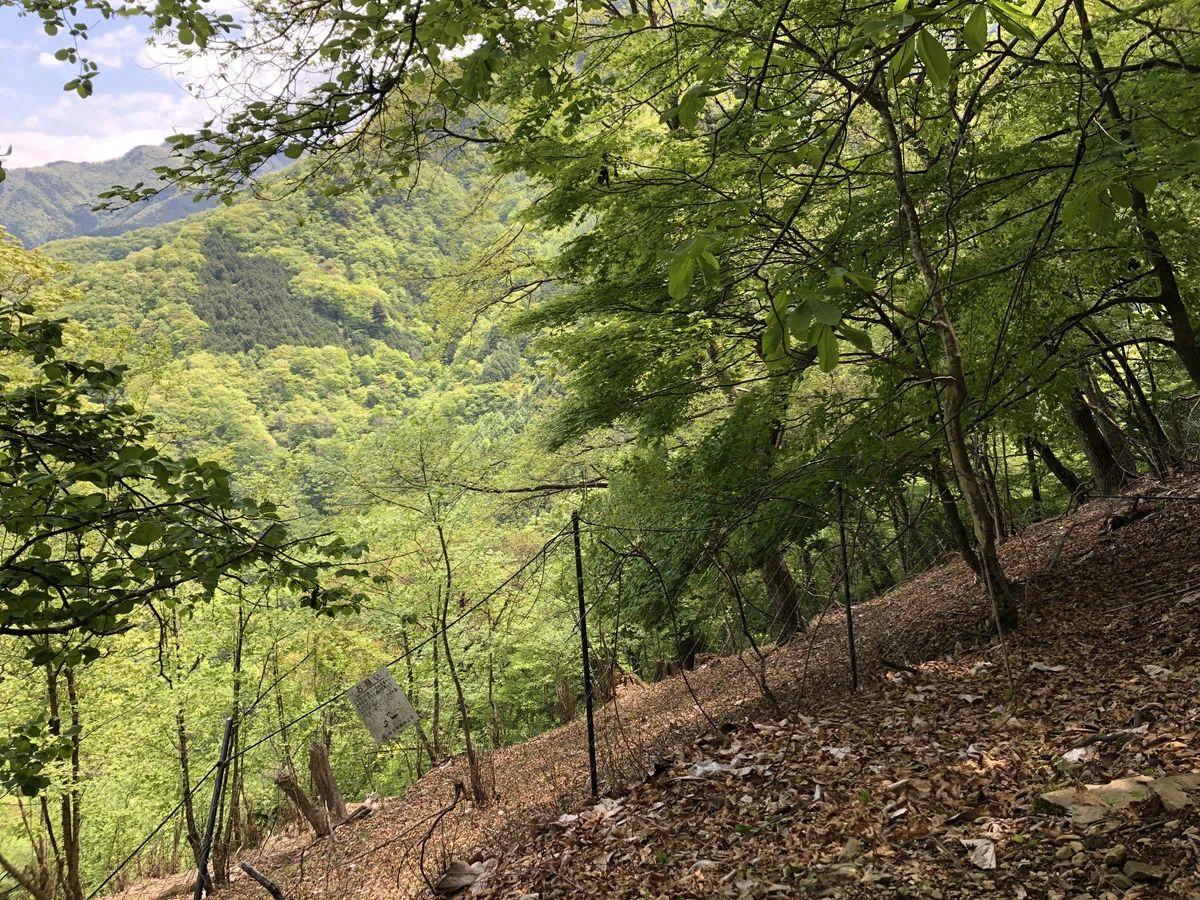 左側が開けた山道