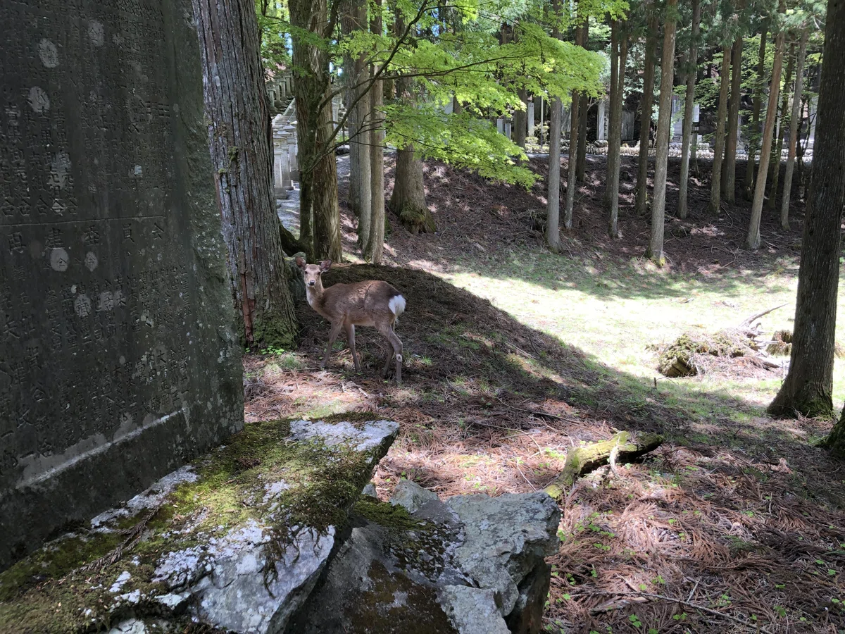 三峯神社内にいたニホンジカ