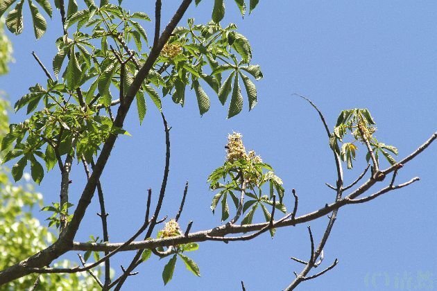 花便り＞虞美人草｜清愁