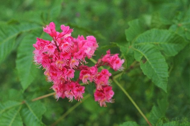 花便り＞虞美人草｜清愁
