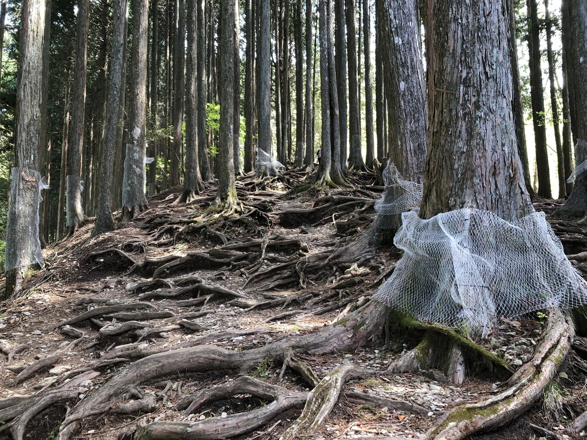 気の根っこゾーン