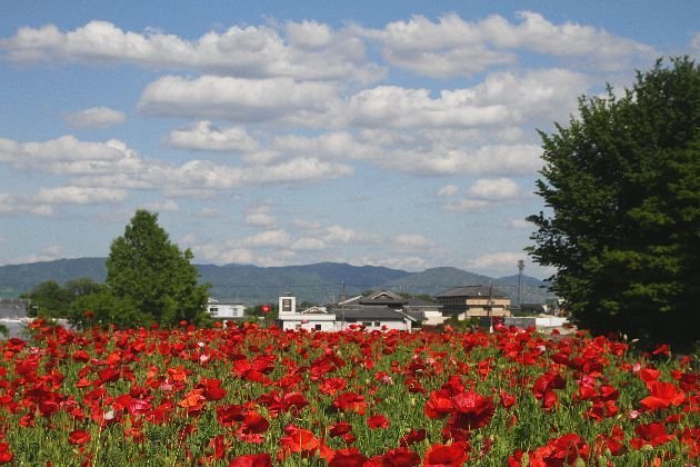 虞美人草 虞美人草(經典珍藏版) | 文學小說| Yahoo購物中心