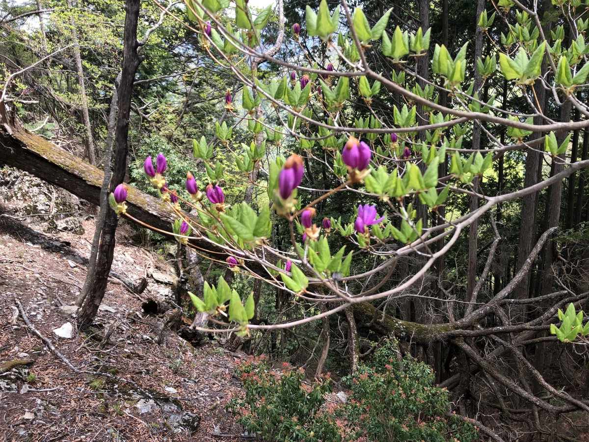赤紫の花