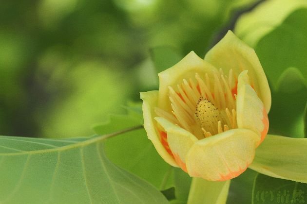 虞美人草 虞美人草(經典珍藏版) | 文學小說| Yahoo購物中心