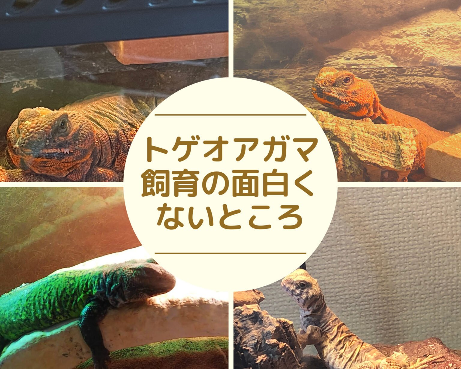 ゲイリートゲオアガマ　飼育セット 特集!!トゲオアガマの飼育 | REPBUDDY