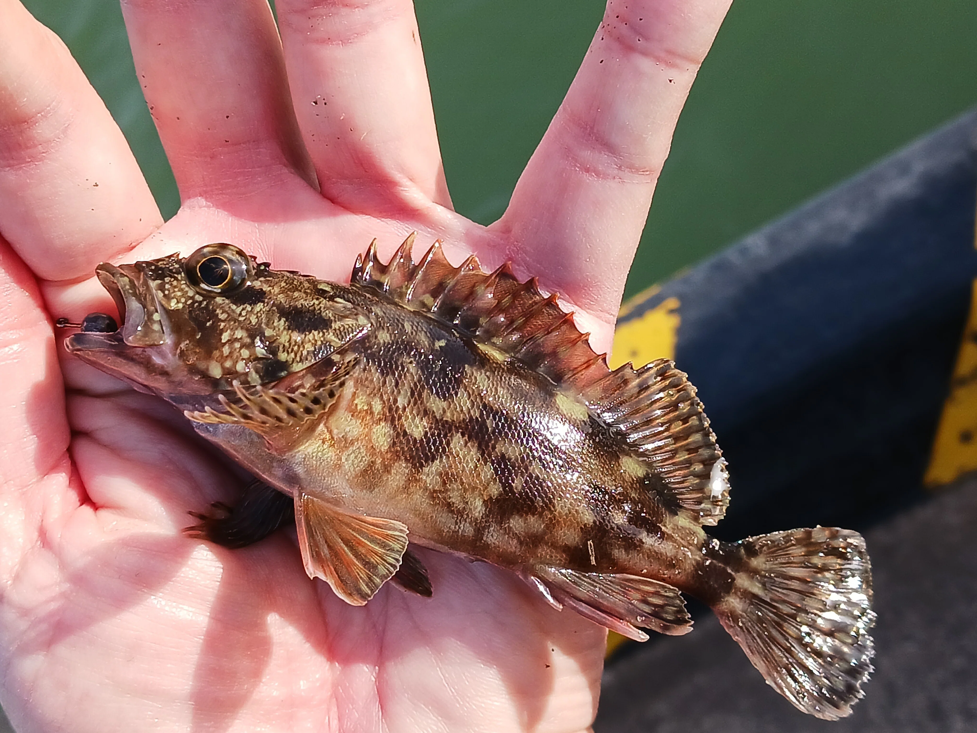 福田漁港でヘチ釣り！カサゴと遊ぶ休日の午後｜マチツリ＠マルチアングラー