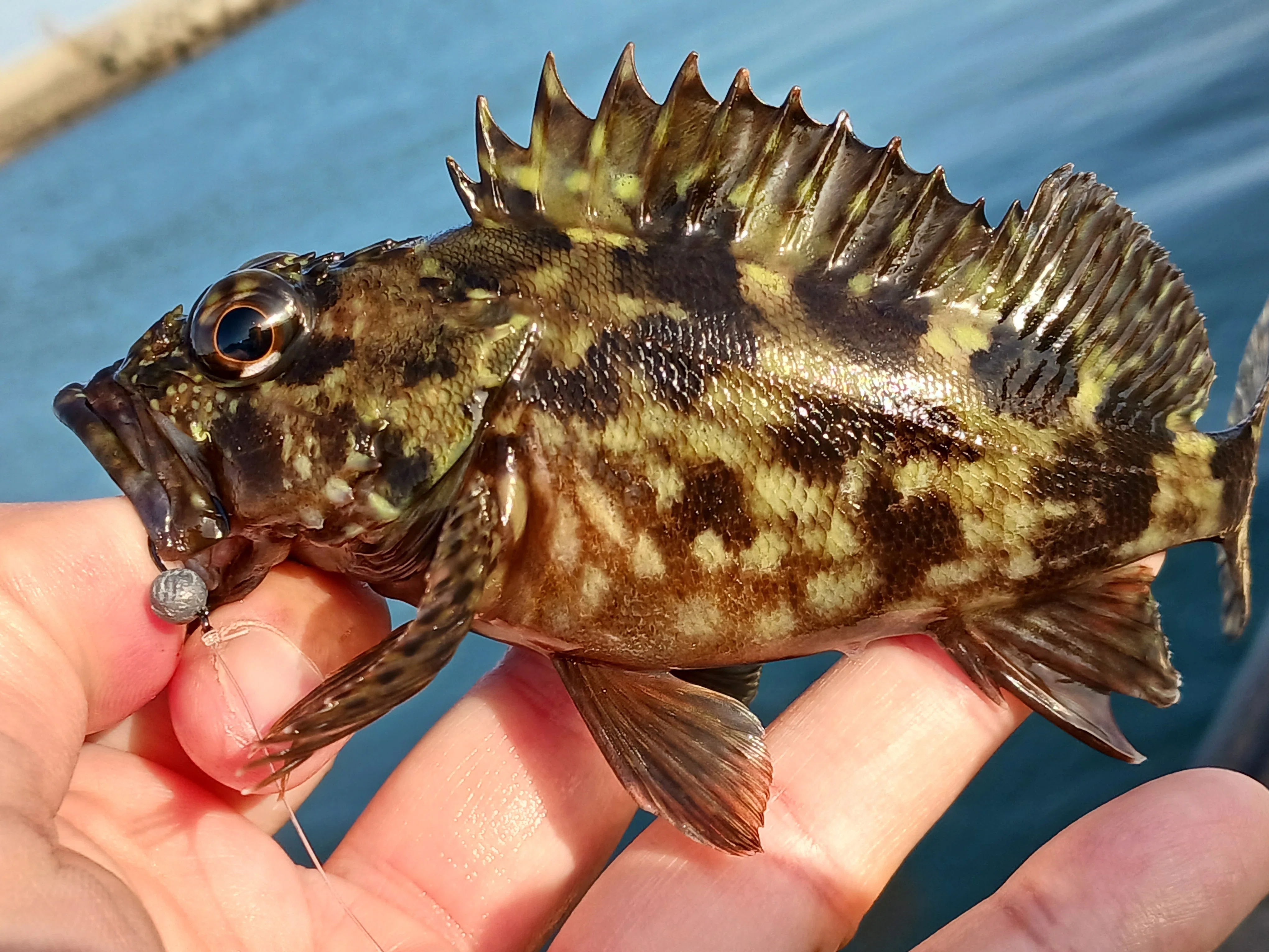 ヘチ釣り 福田漁港でヘチ釣り！カサゴと遊ぶ休日の午後｜マチツリ＠マルチアングラー