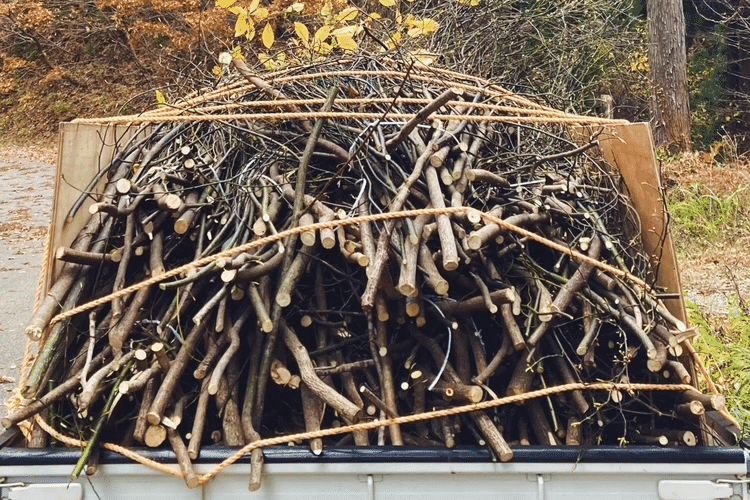 冬のクロモジ採取｜AROMA SELECT