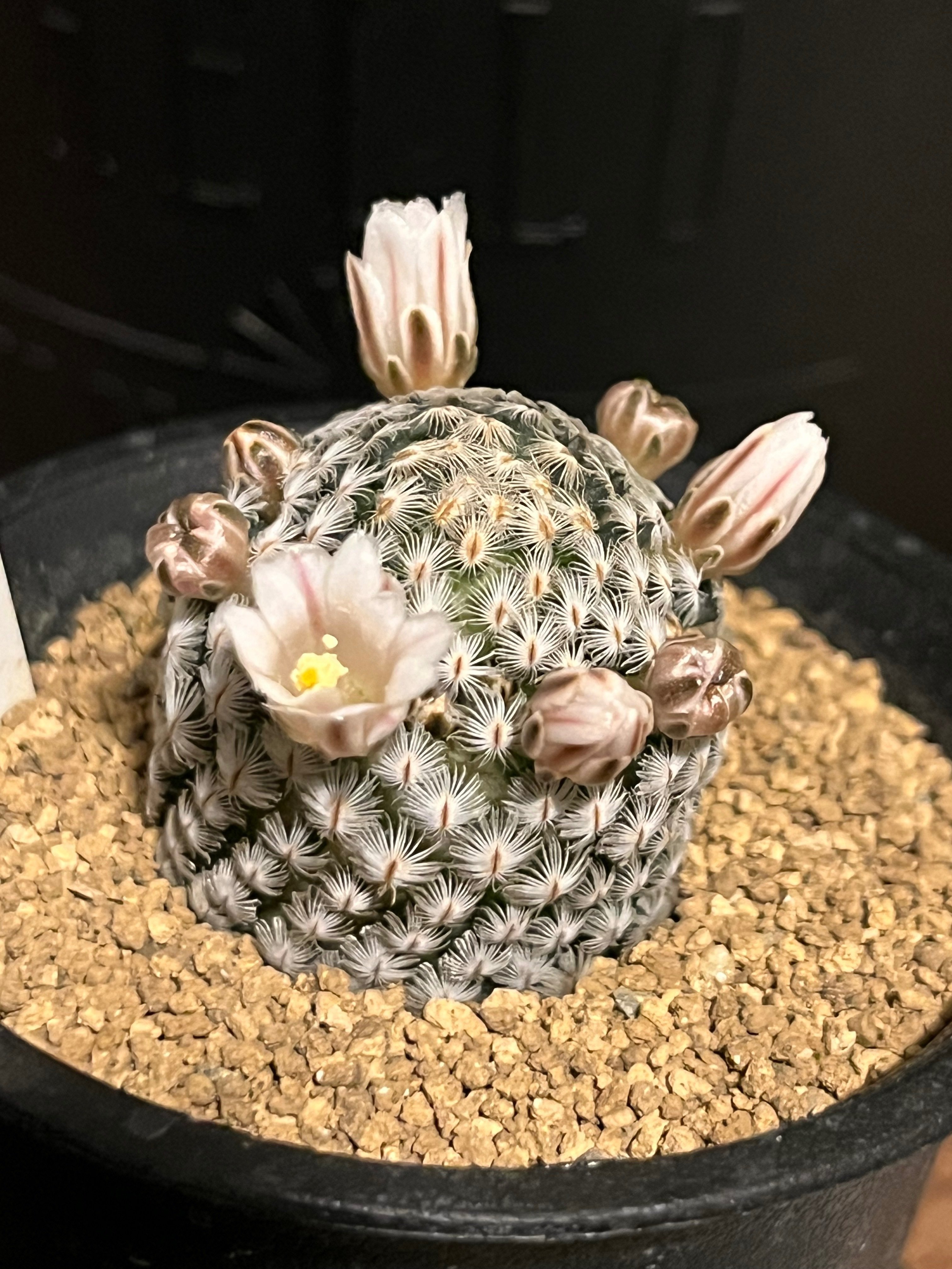 中型サボテン 複数の茎 トゲが豊富 楽天市場】厳選産直 人気のトゲ無し 柱サボテン 3株仕立 8号鉢