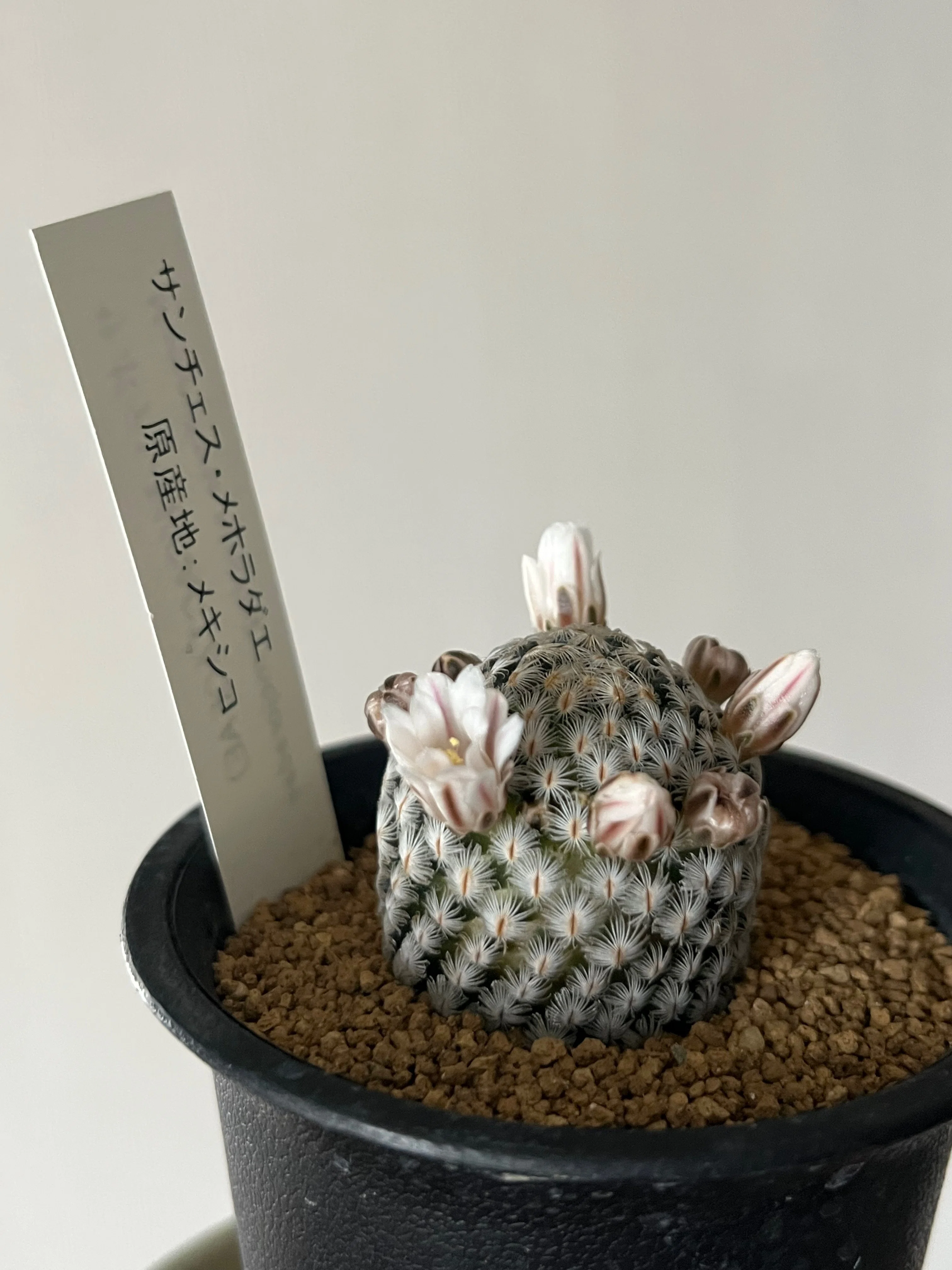 実は見たことなかった！サボテンの棘はこうやって増えた🌵｜シオ