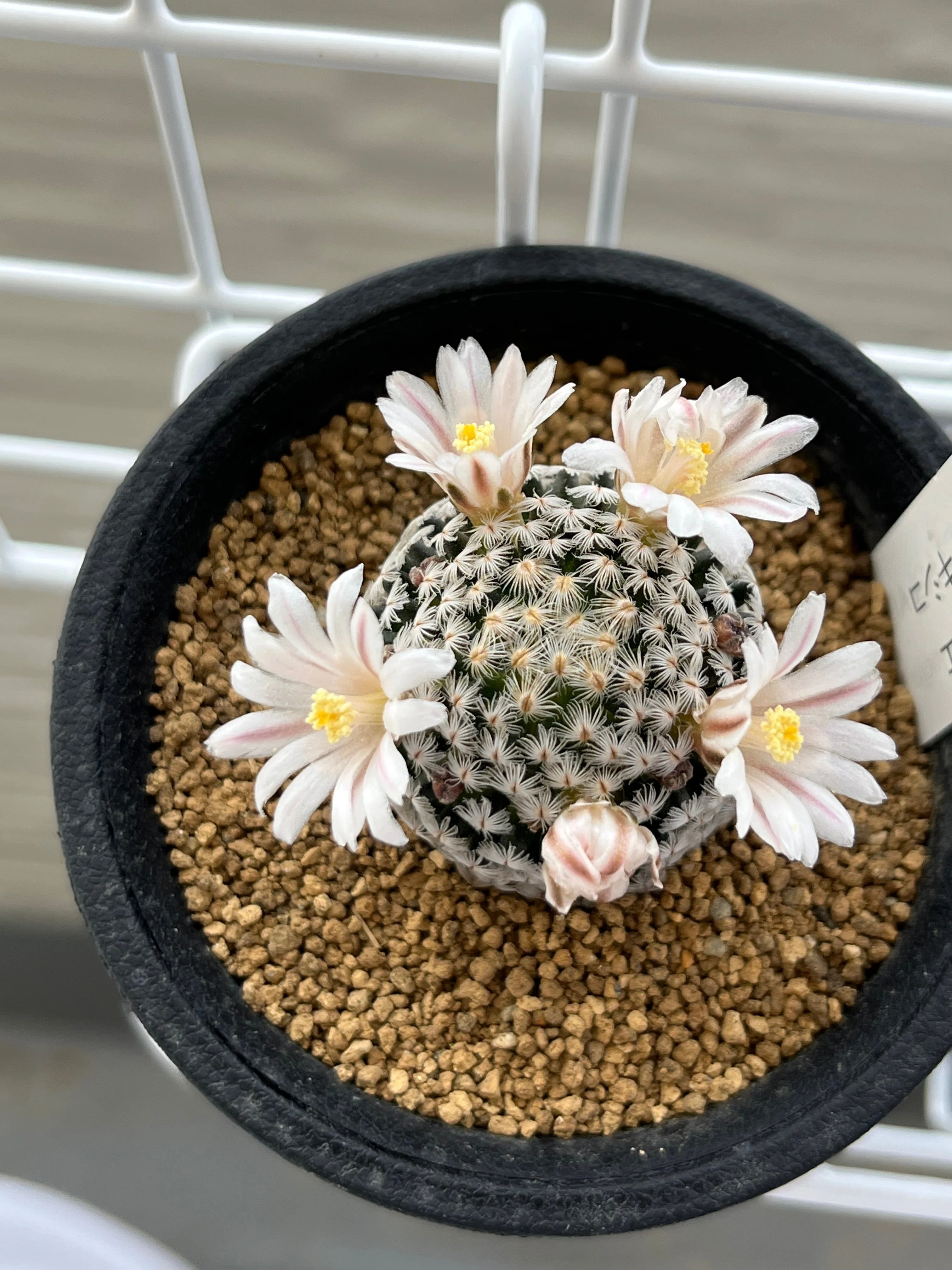 実は見たことなかった！サボテンの棘はこうやって増えた🌵｜シオ