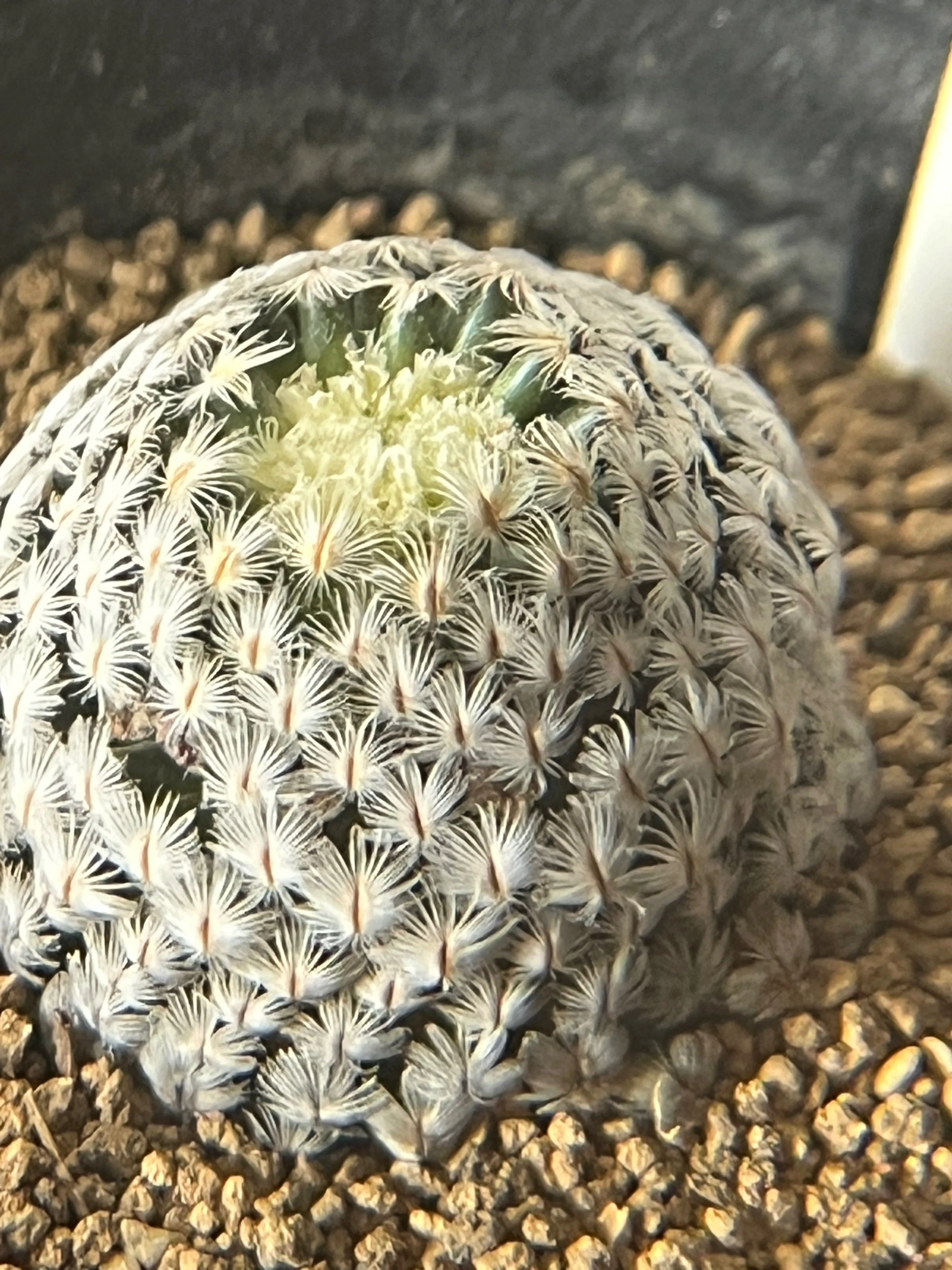 実は見たことなかった！サボテンの棘はこうやって増えた🌵｜シオ