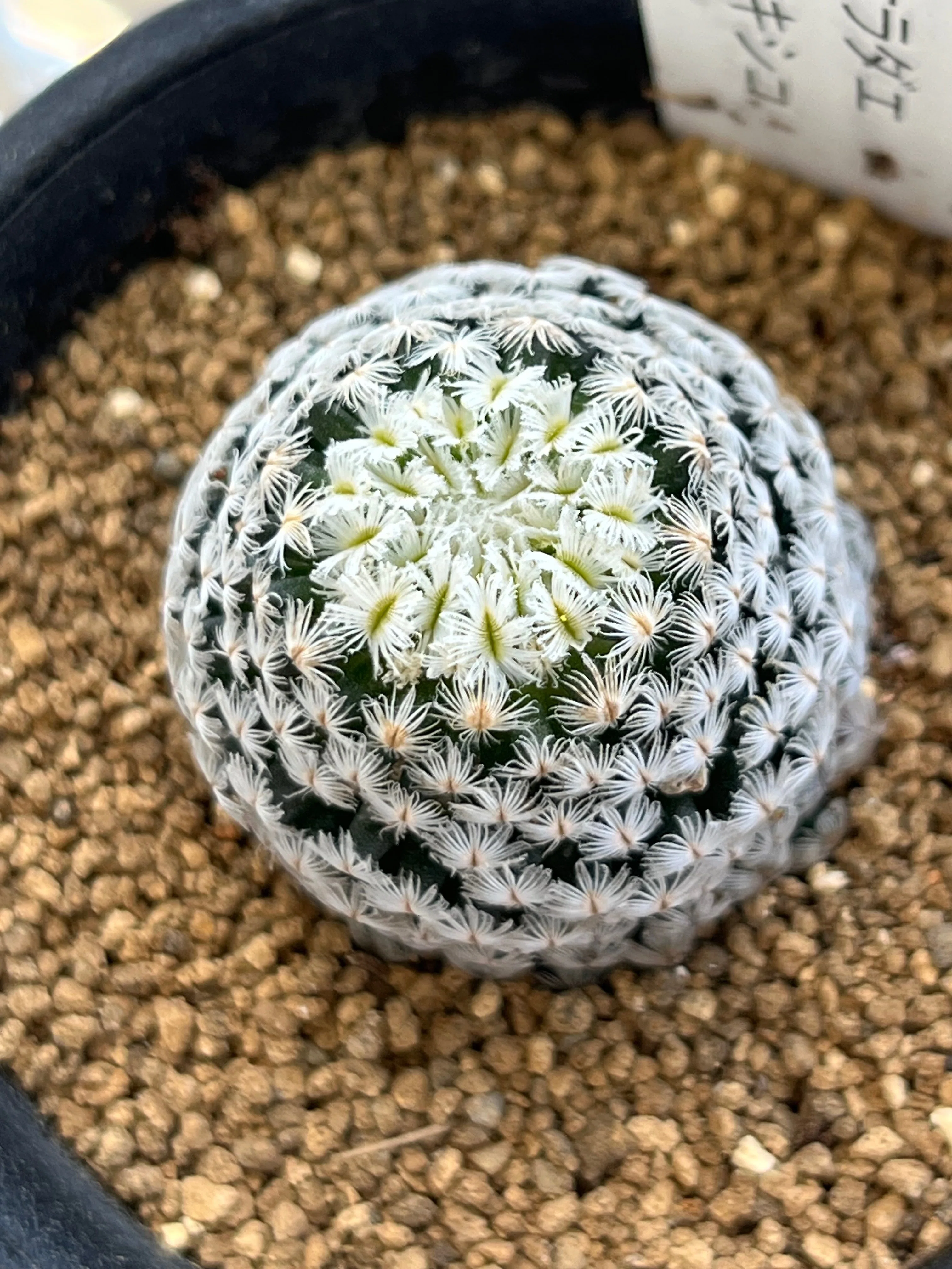 実は見たことなかった！サボテンの棘はこうやって増えた🌵｜シオ
