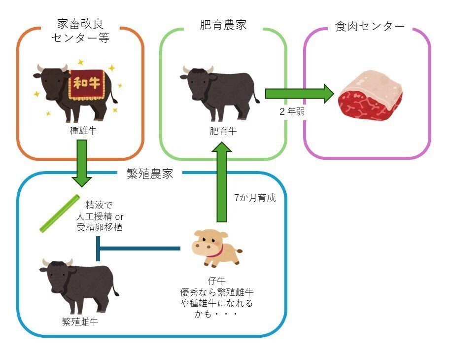 黒毛和牛の繁殖｜バイオリサーチセンター