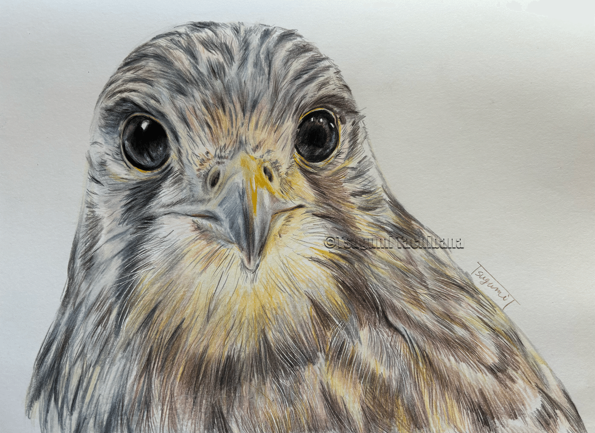 鳥の絵 rectangle_large_type_2_6ef795f
