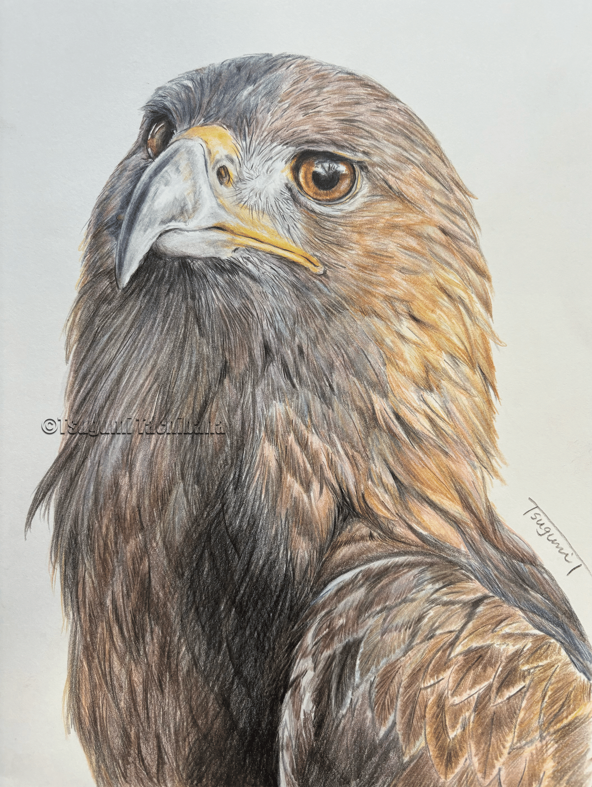 鳥の絵を載せるだけの日 28 愛鳥週間2025特別篇｜橘鶫