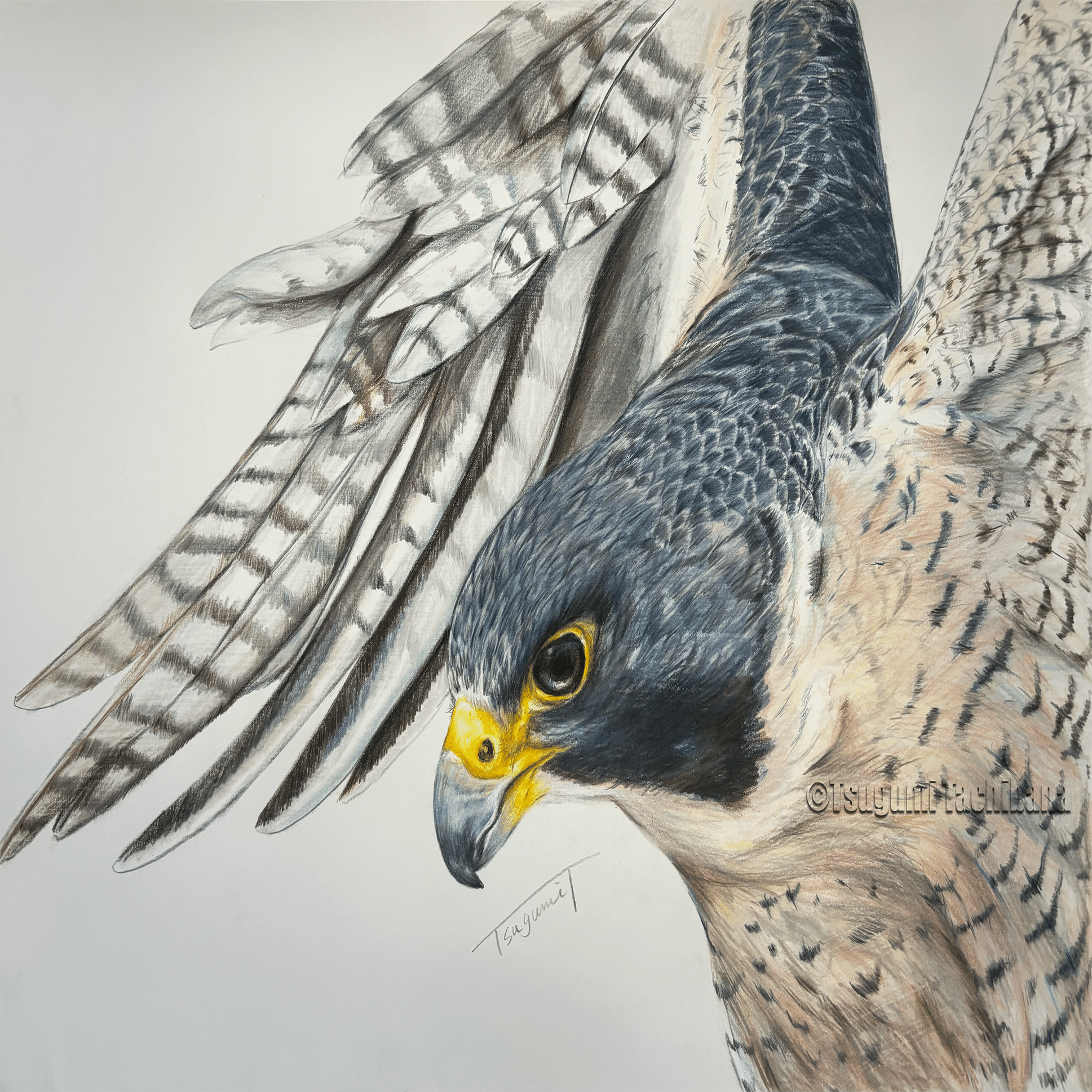 鳥の絵を載せるだけの日 28 愛鳥週間2025特別篇｜橘鶫TachibanaTsugumi