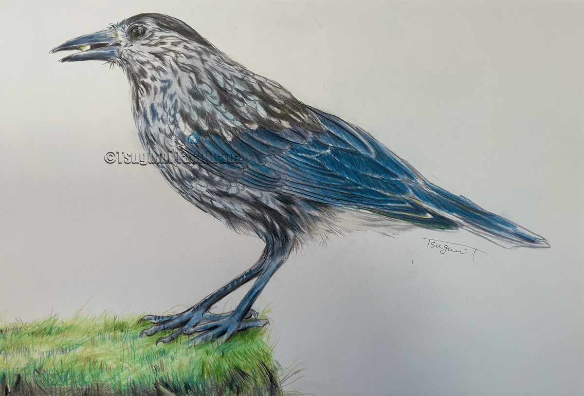 絵画 bird Small Bird on a Branch of Kaidozakura, 1833 - 1838