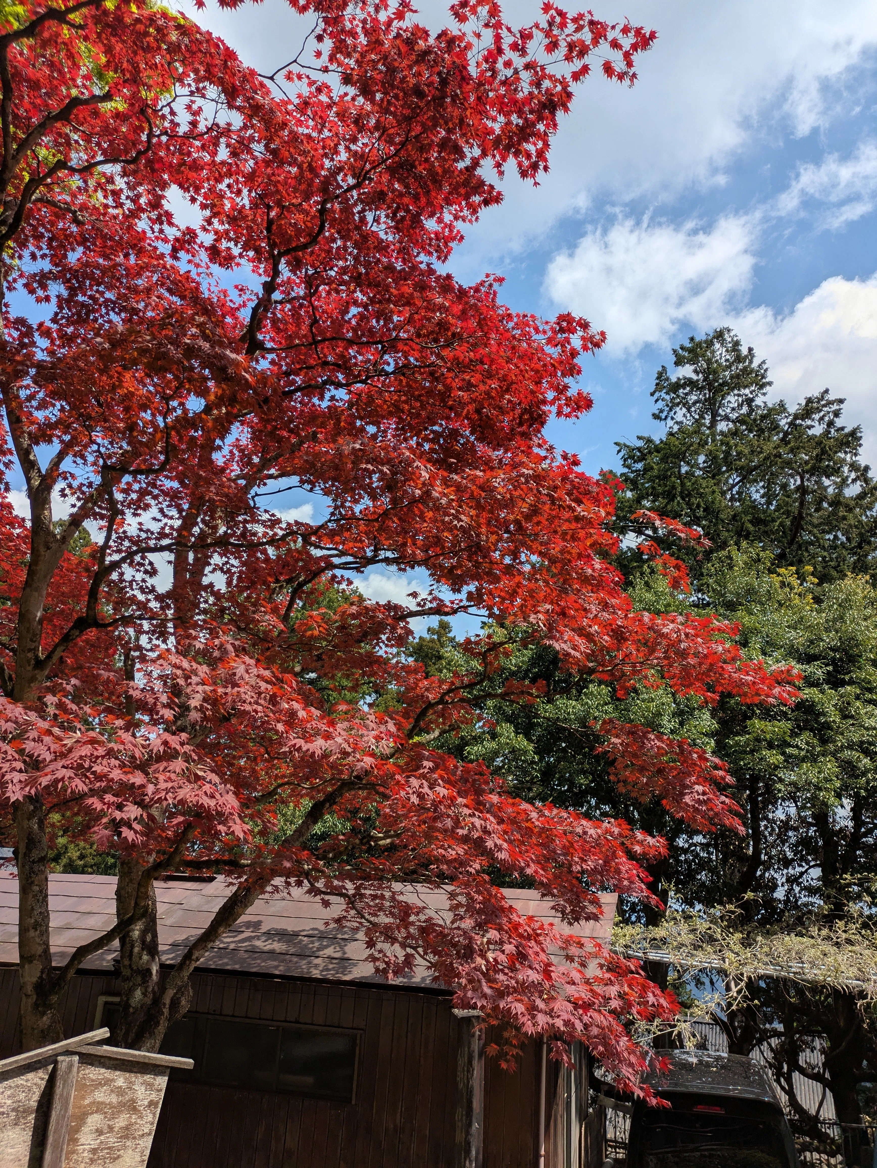 植物日記│野村楓｜Sanpoya.sato