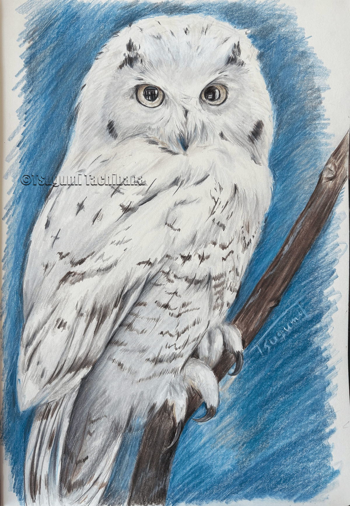 鳥の絵画 鳥の絵画② （ブルフィンチ鳥の絵画 A4 スウェーデン｜油彩）