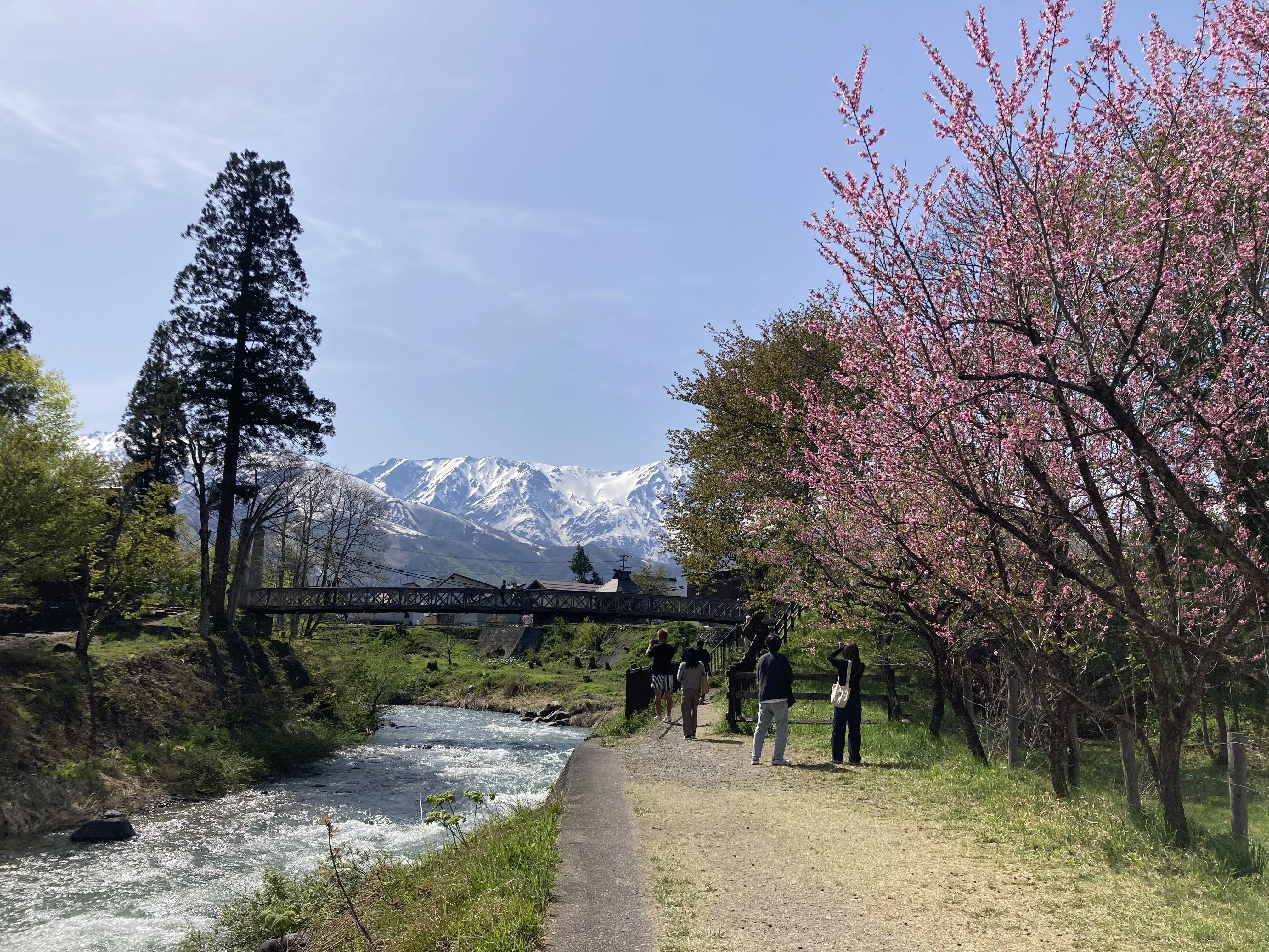 長野】北アルプスと桜とりんごの花と 須坂・白馬GW旅｜harenohini