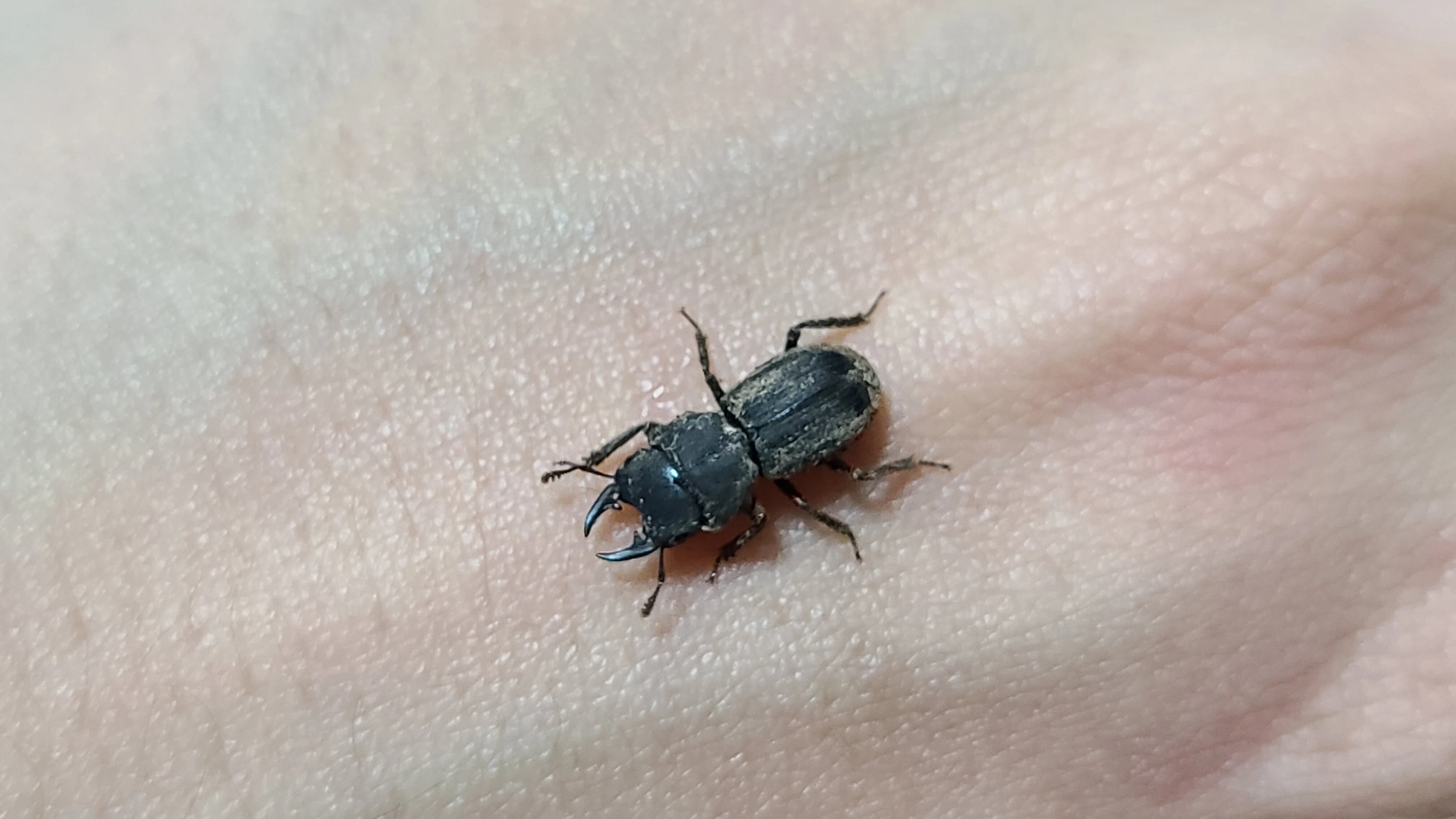 新潟県加瀬野外オオクワガタ　灯火採集57ミリ 新潟県 雪中行軍採集｜キヨタミ