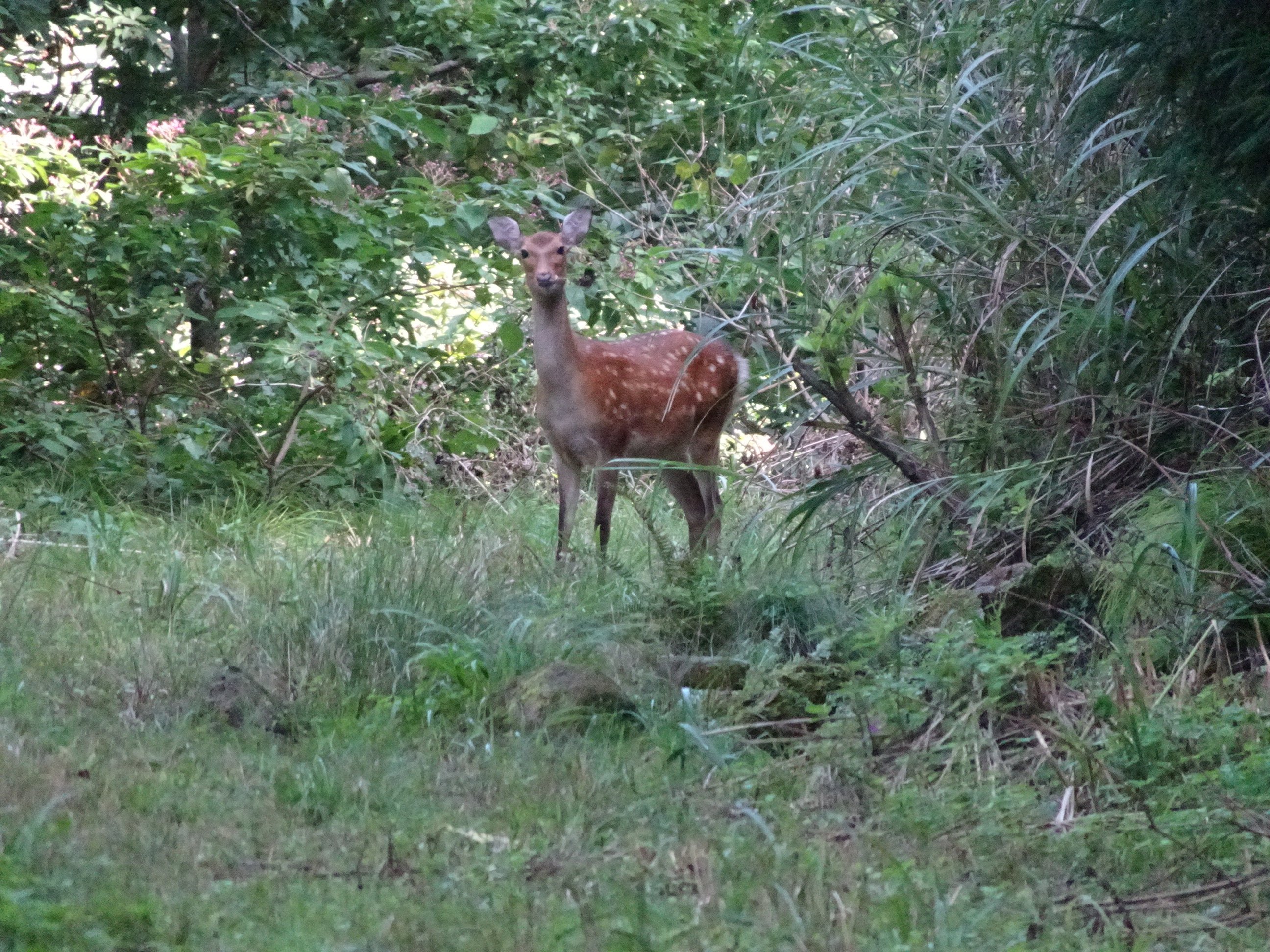 平面直角座標系6系原点｜sakaik