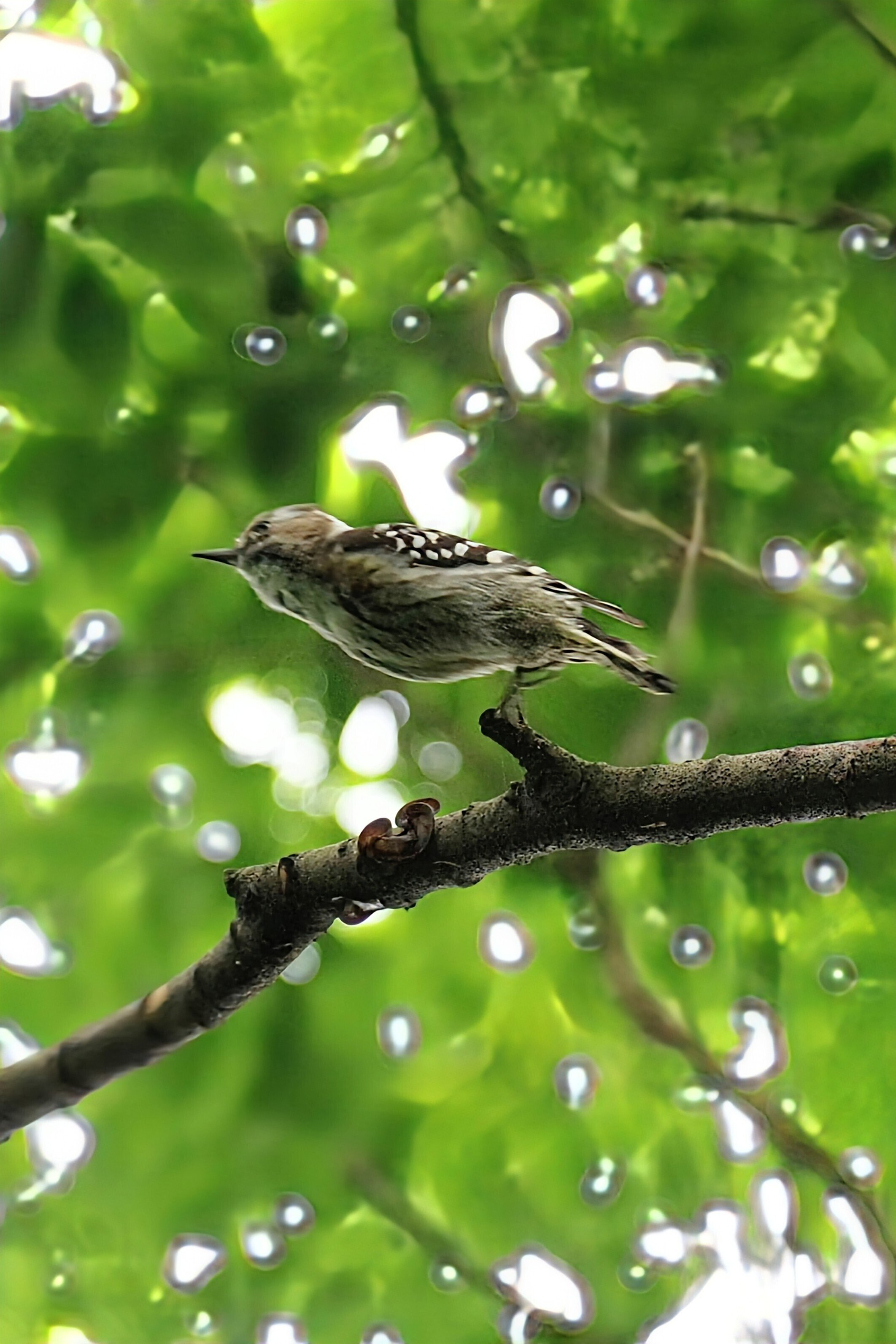 野鳥たちのいる風景 2025.05.10 fri. 東京都大田区。｜michio