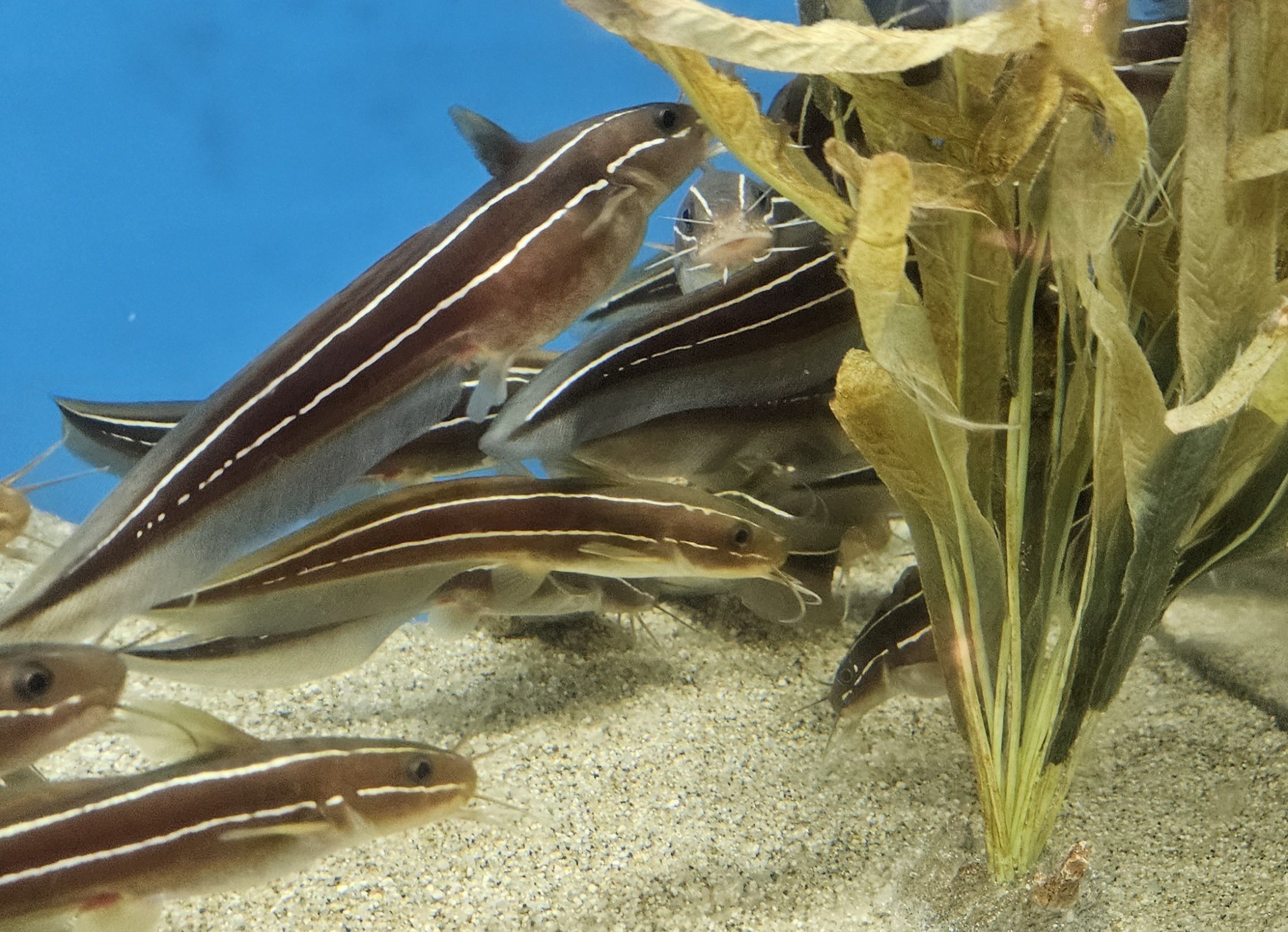 全国水族館の旅【61】福山大学マリンバイオセンター水族館｜美原さつき