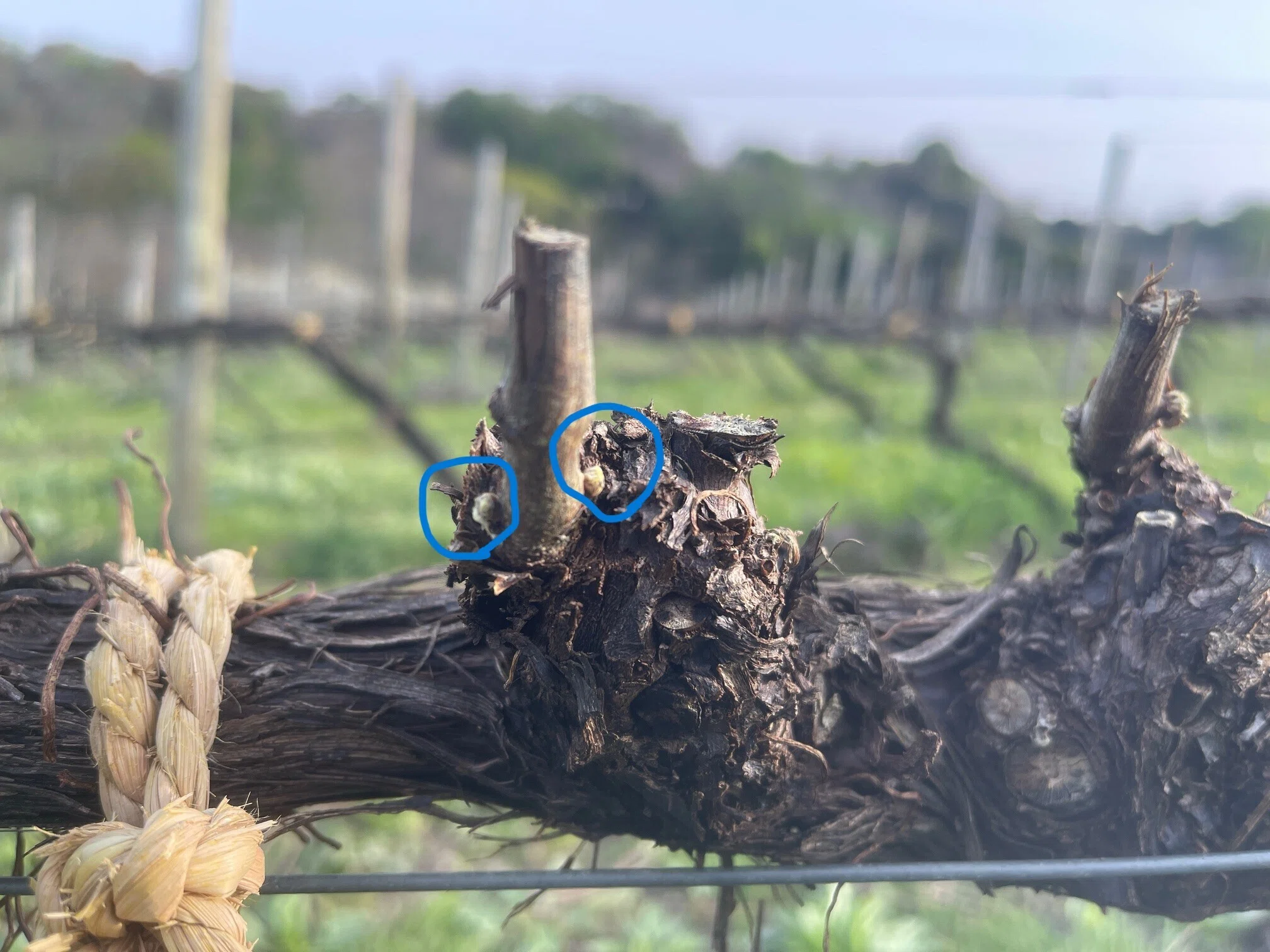 2万本のぶどうの木をゆり起こす4月｜ワイナリー12カ月｜OcciGabi Winery