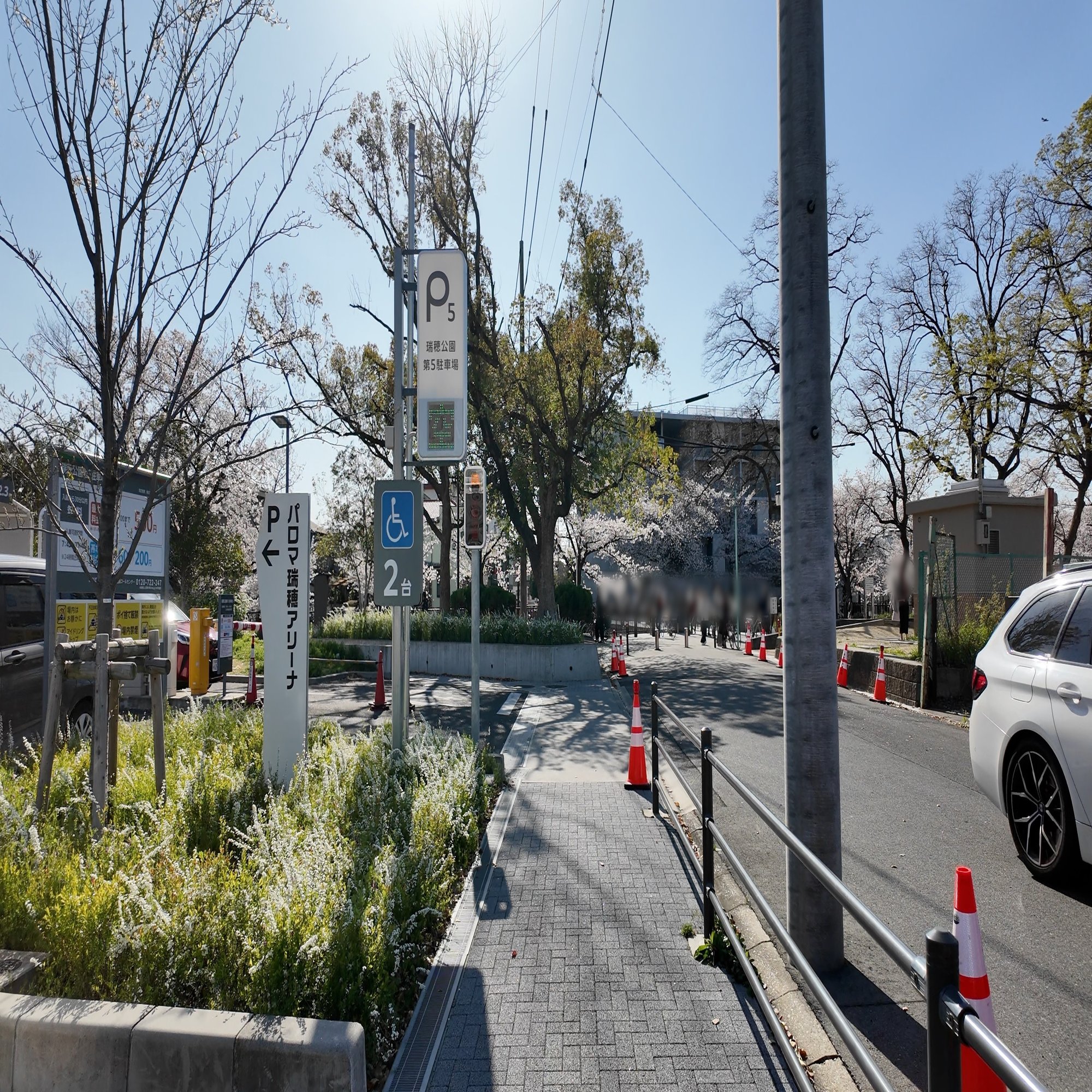 春満開の山崎川をそぞろ歩き｜山崎川四季の道（名古屋市瑞穂区）｜Masami Ikawa