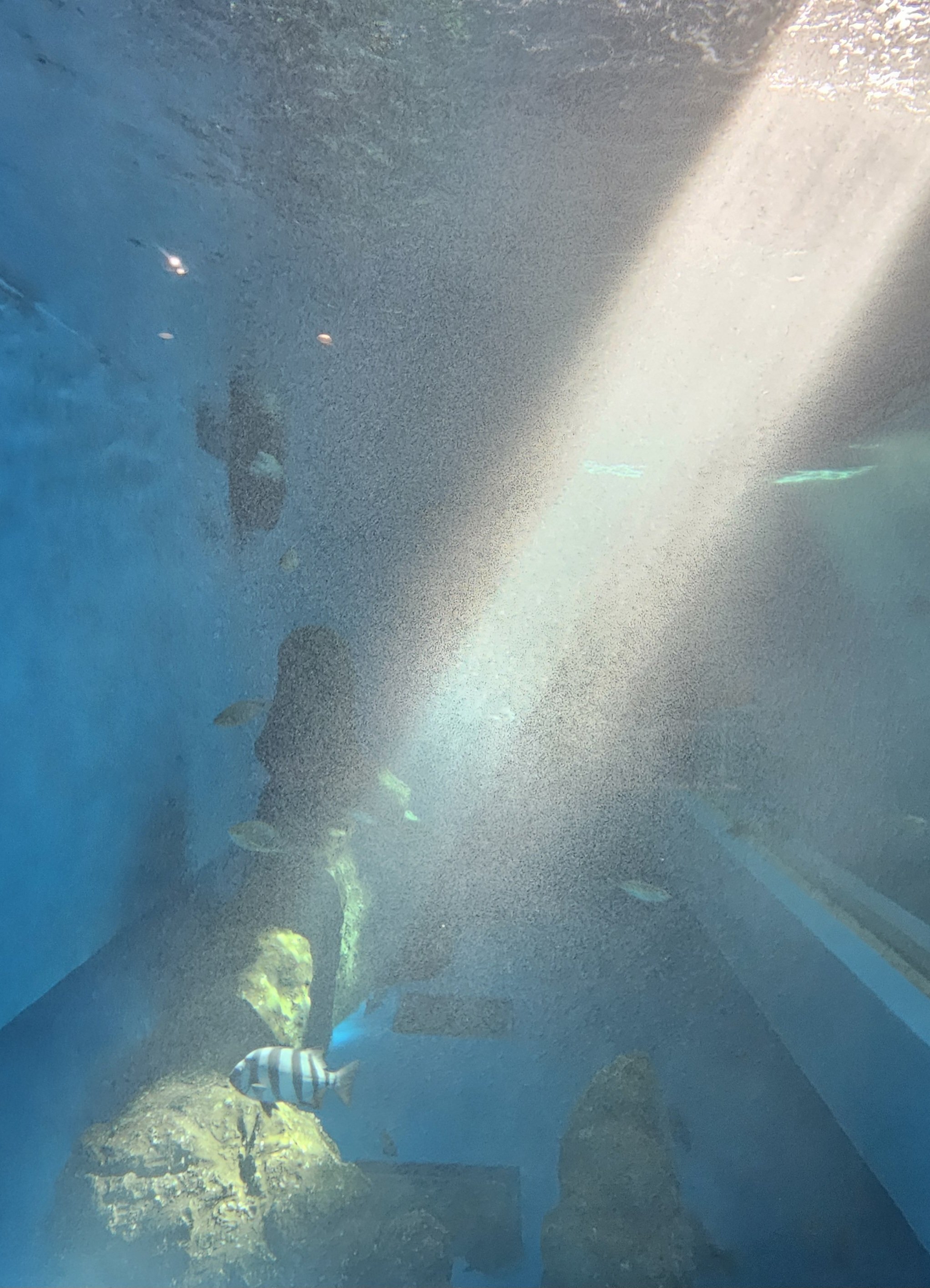 全国水族館の旅【61】福山大学マリンバイオセンター水族館｜美原さつき