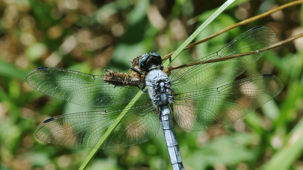 シオカラトンボ（オス）｜INSETTO