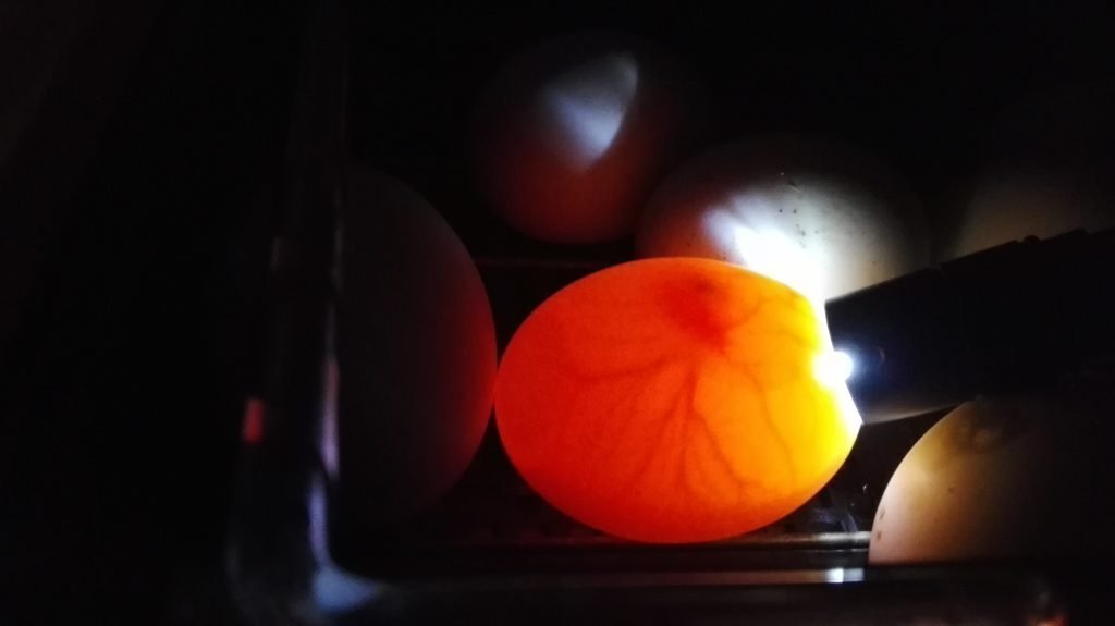 コールダック　有精卵　白×白　1/25 難有り 2025年 純白コールダックの種卵（有精卵）を期間限定販売スタート