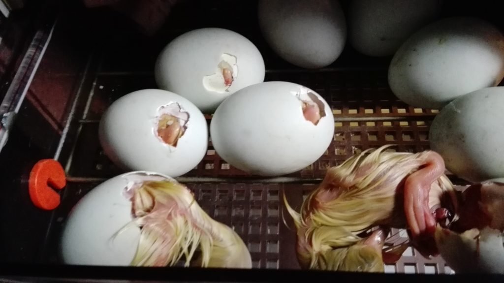 2025年 純白コールダックの種卵（有精卵）を期間限定販売スタート