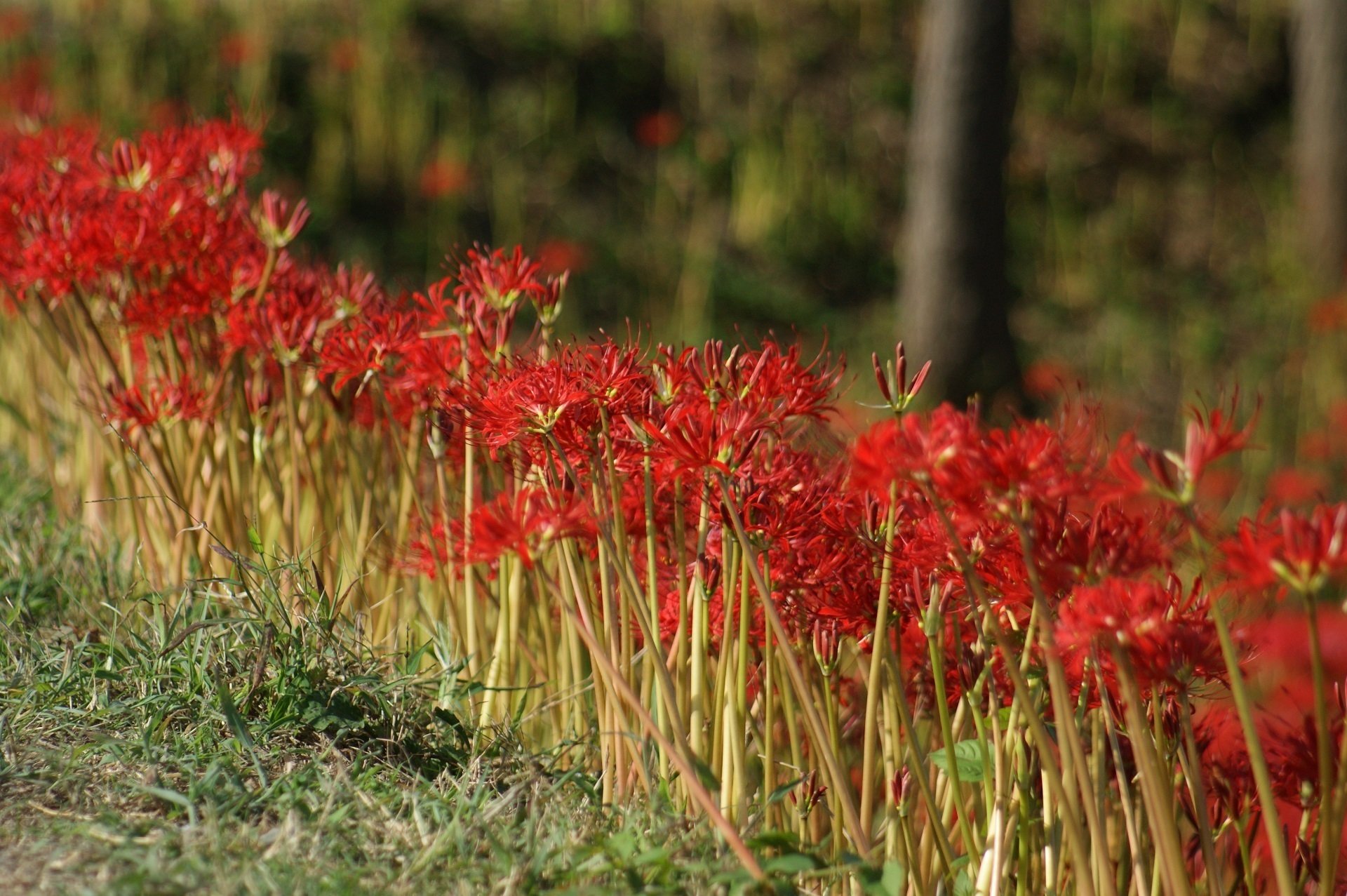 ごんぎつねの里 矢勝川の彼岸花 ～撮影旅行よもやま話集～｜綺麗な風景