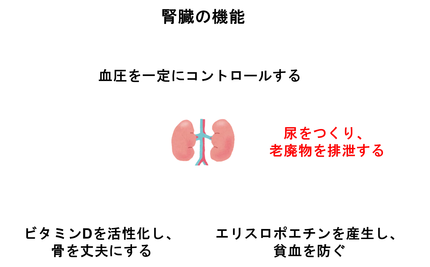 まずはここから！医療従事者のための腎機能評価入門｜ちーの/臨床薬学