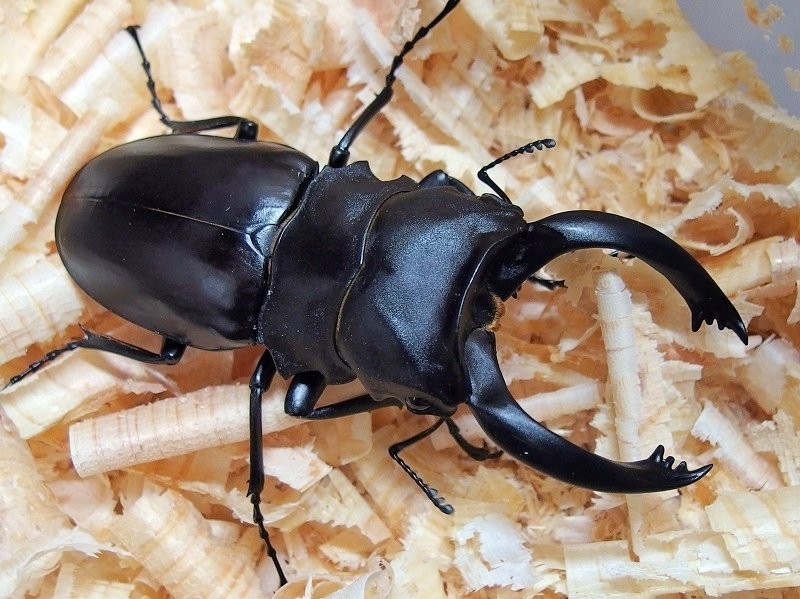 会社で育ててるクワガタ2匹 クワガタって何匹でも同居できるの？ | クワガタを初めて飼う
