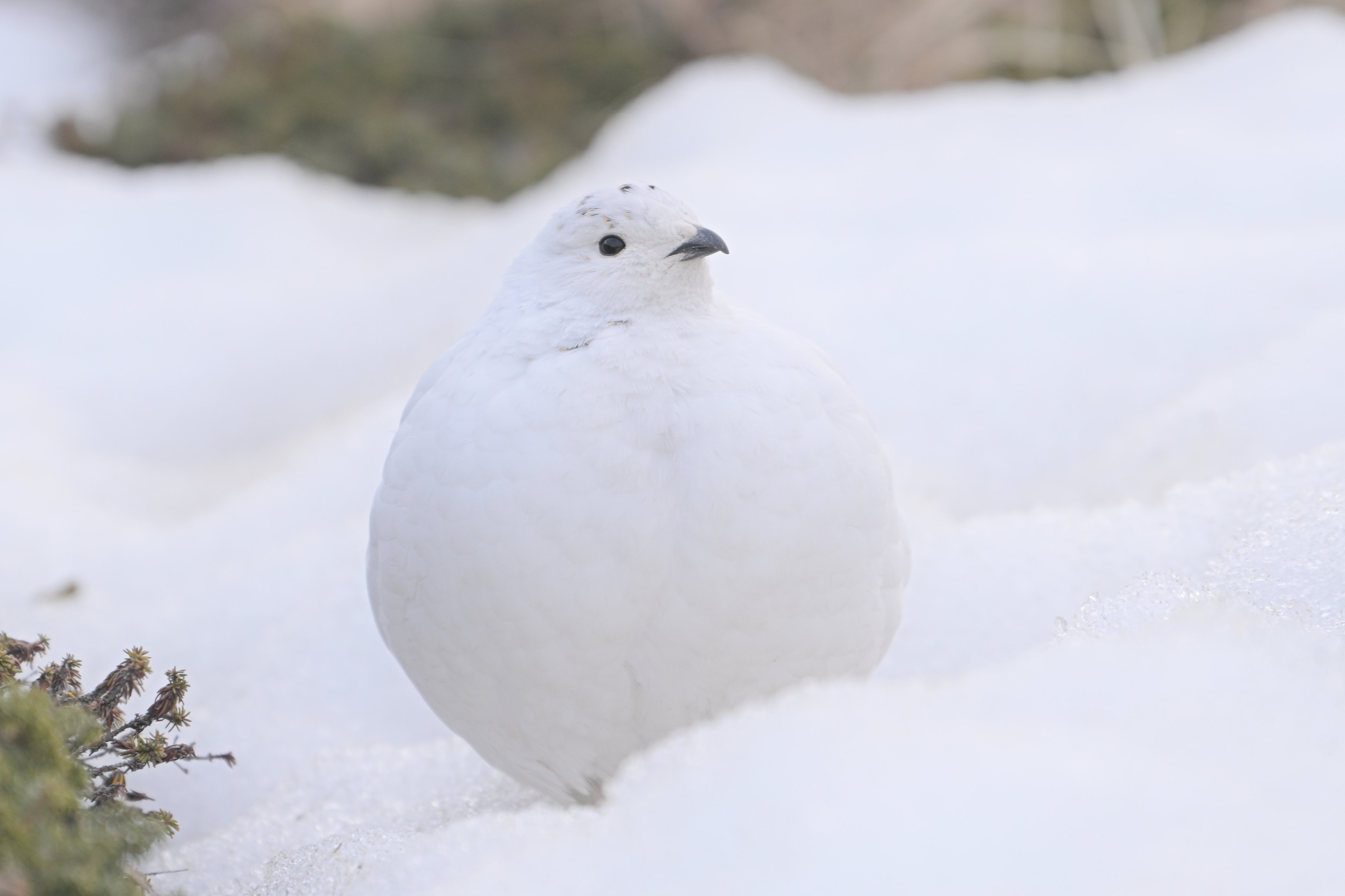 ライチョウ ライチョウプロジェクト第2弾！LOTSシリーズのTシャツとして登場