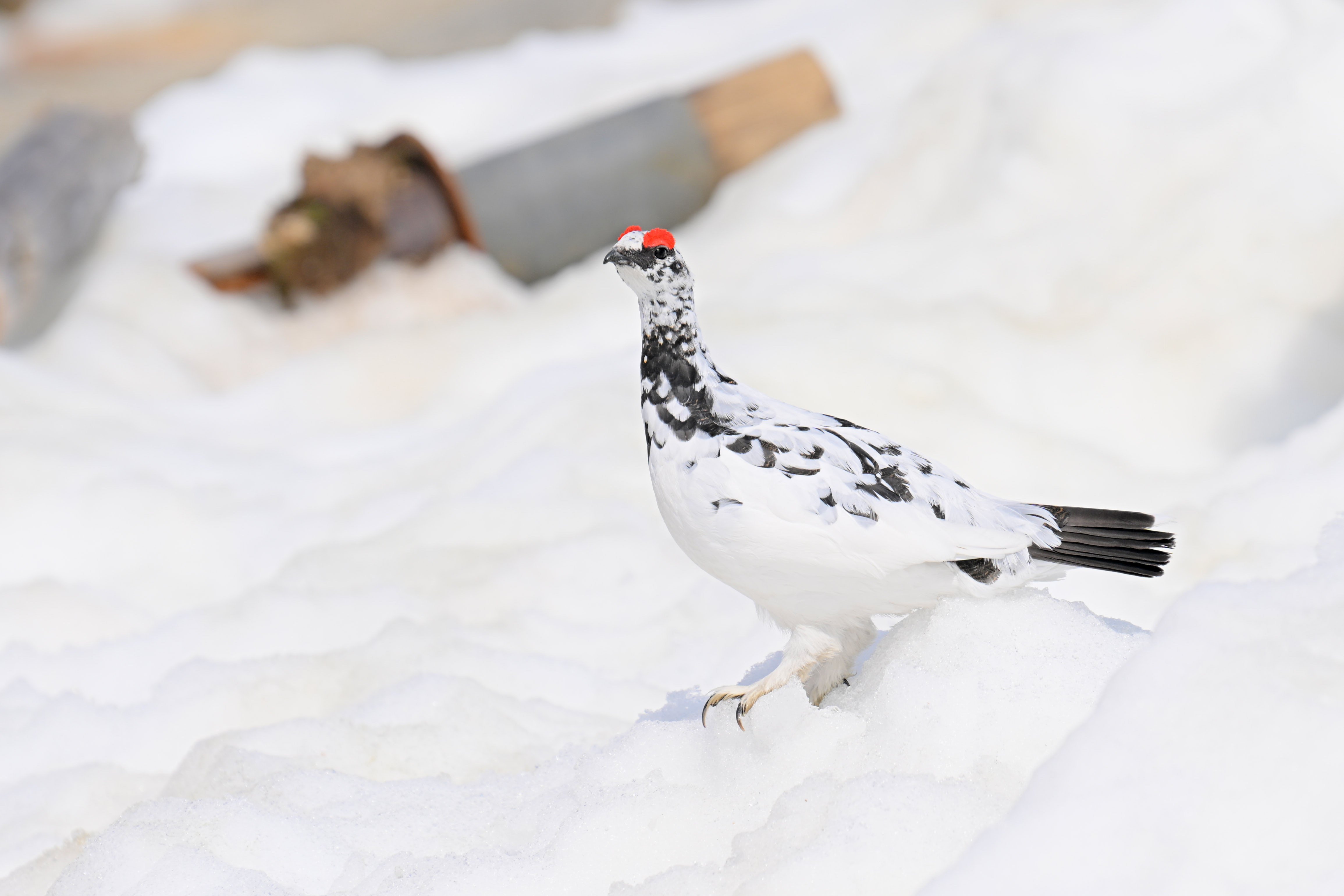 6月もライチョウ撮りに行きますよ （Z9：AF-S NIKKOR 70-200mm f/2.8E