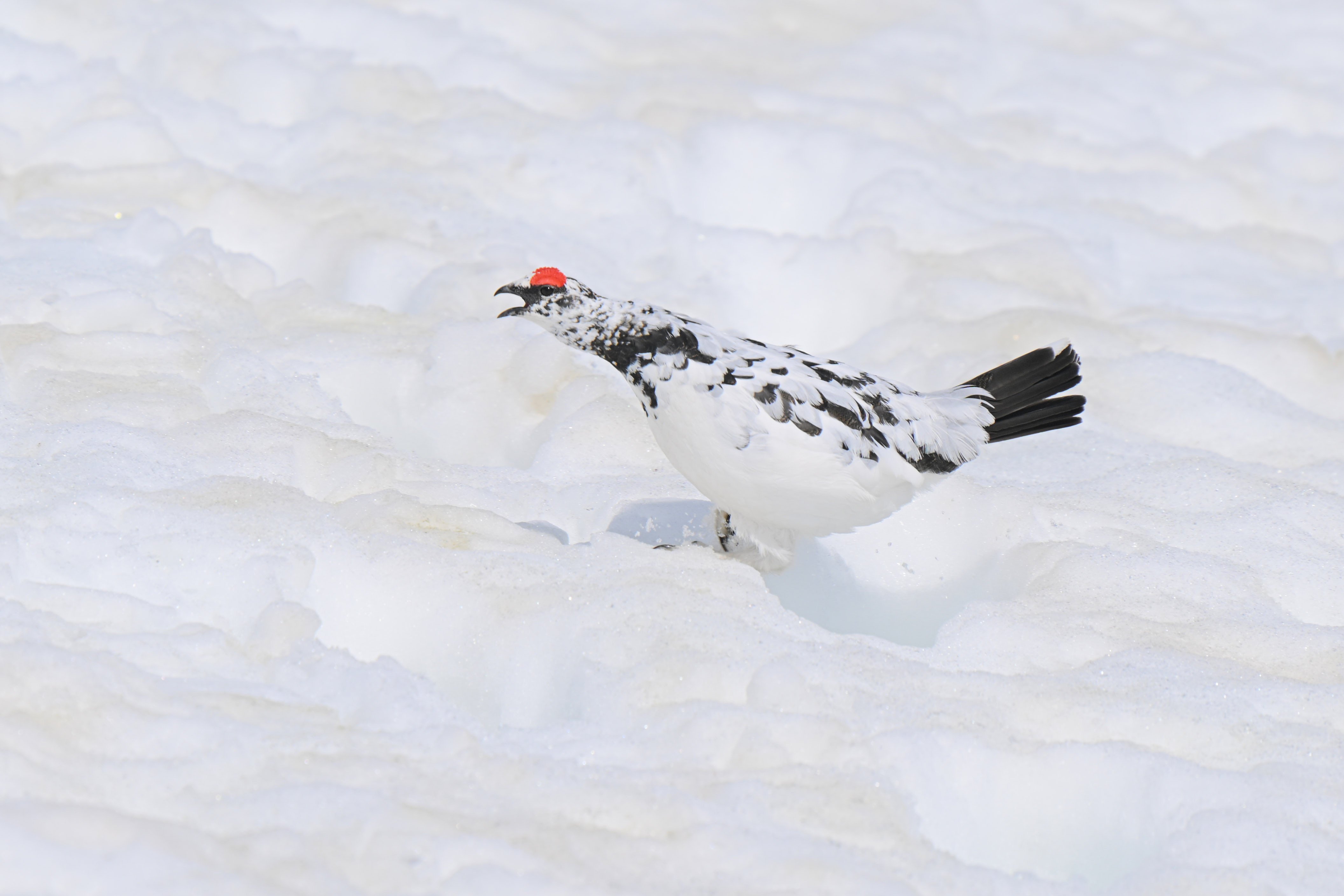 ライチョウ 6月もライチョウ撮りに行きますよ （Z9：AF-S NIKKOR 70-200mm f/2.8E