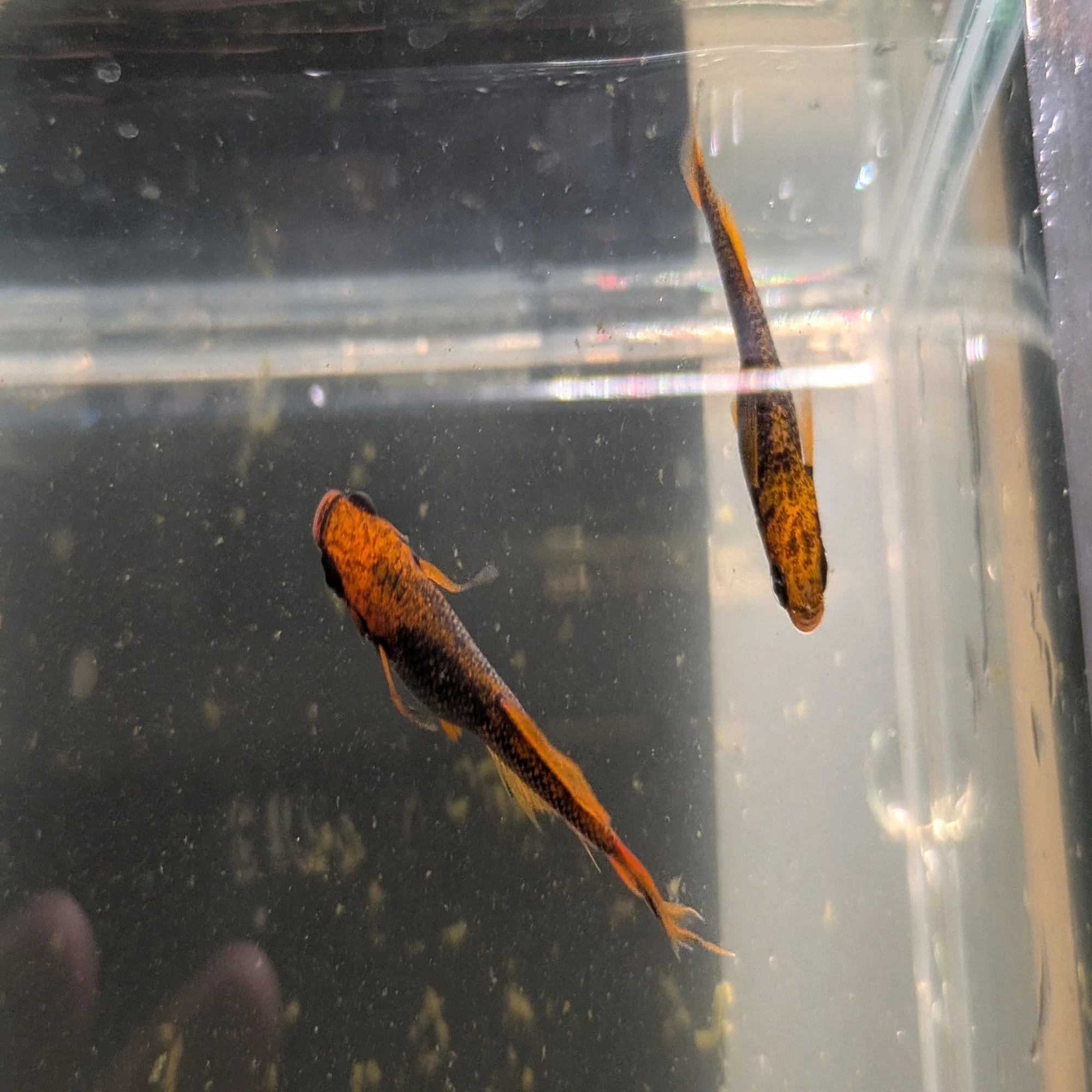 メダカ飼育におけるカキ殻の効果と使い方pH調整や水質安定のポイント 