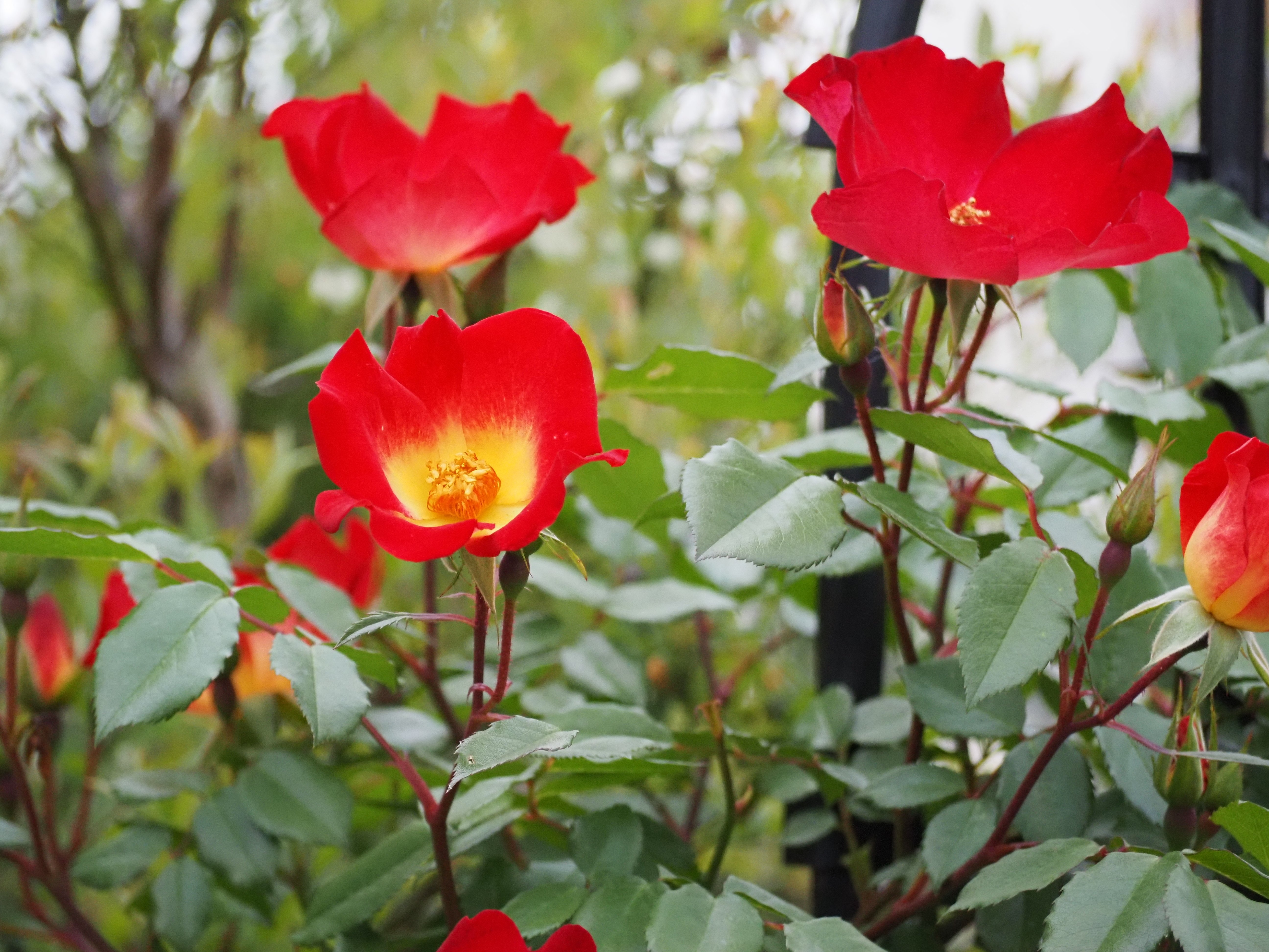 さあさあバラが咲き出しましたヨ！｜丹羽でん子｜お庭10年生