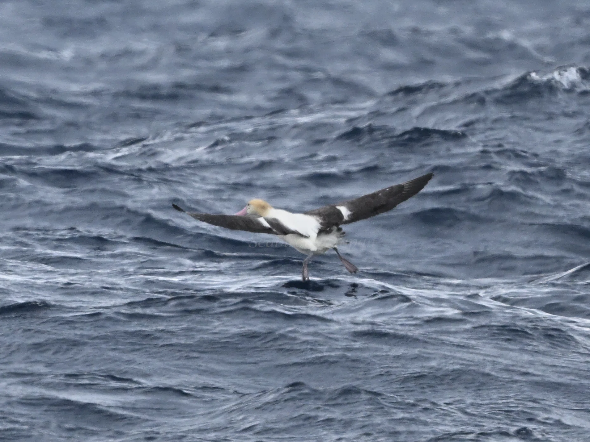 海鳥 台湾で海鳥を見てきました！｜のいまん