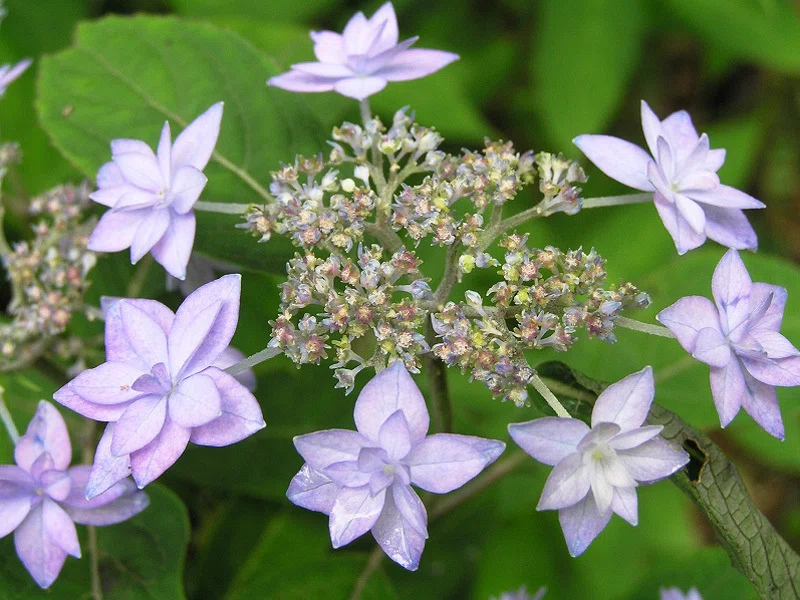 紫陽花 紫陽花どんどん入荷中です〜🐌 個人的に惹かれるのは1枚目、月虹
