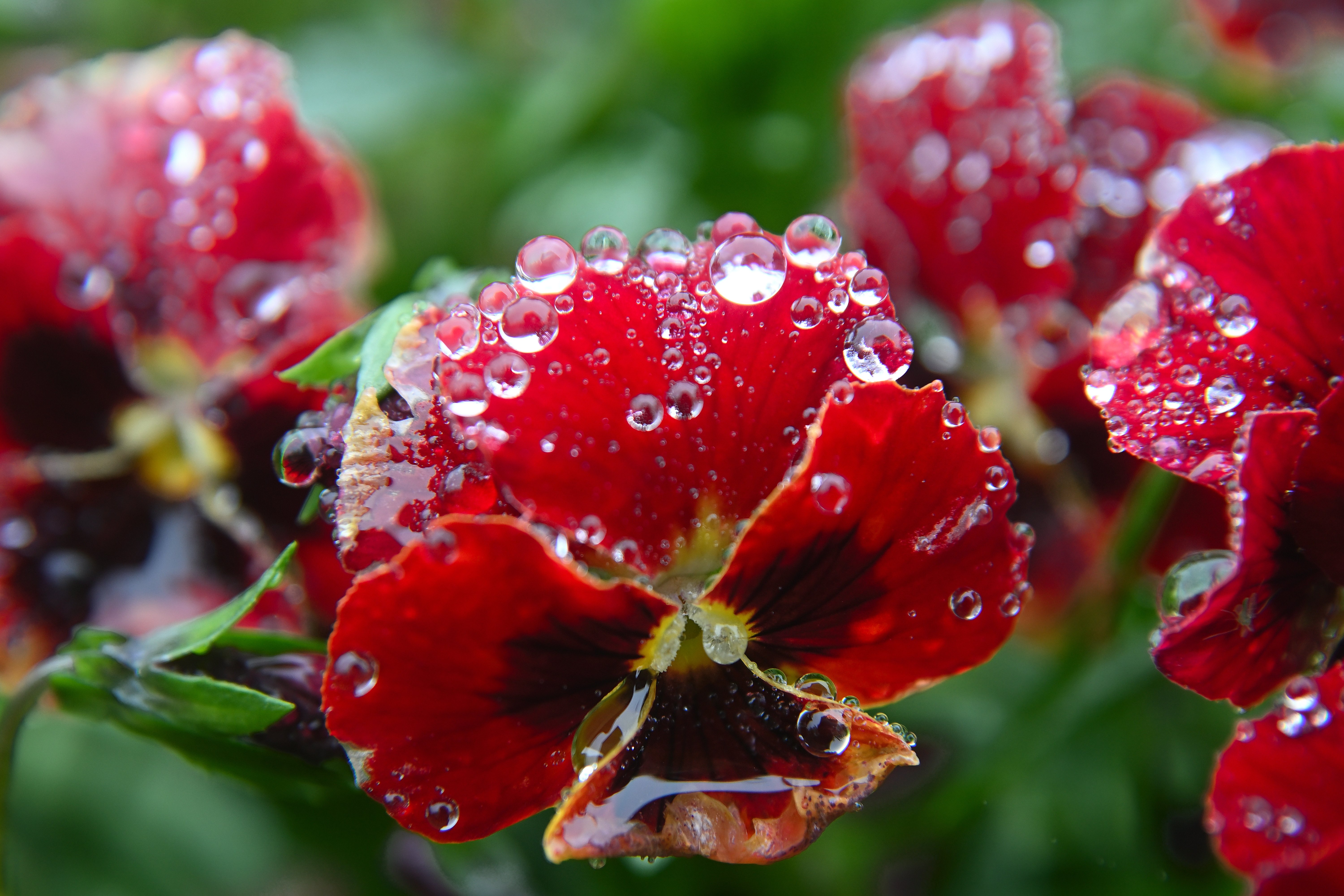 雫のクリスタルを探そう。 ＠バラ庭園｜かわ